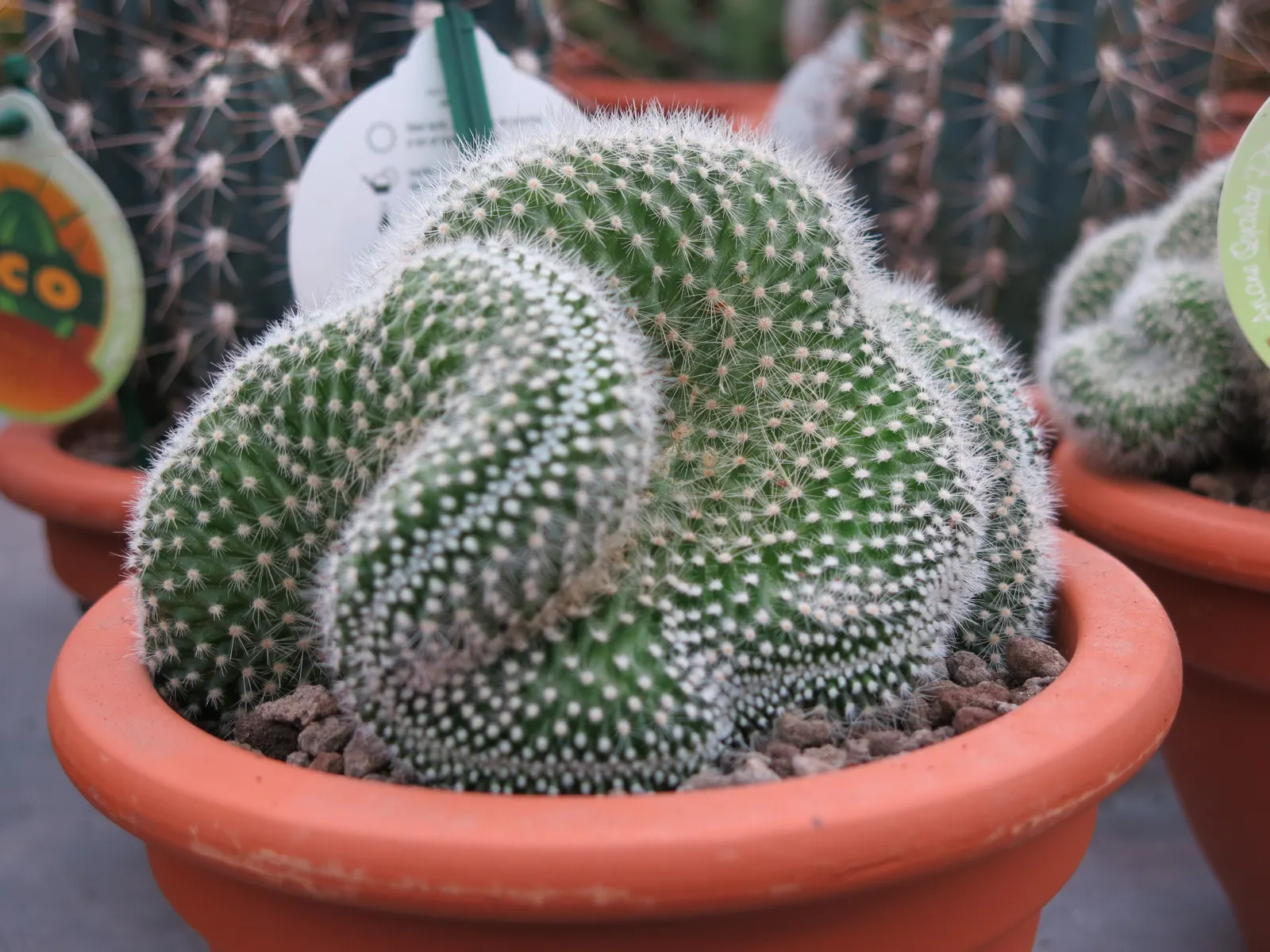 Silver Torch (Cleistocactus Strausii) — sporting multiple slender stems about 2.5 inches in diameter; minimal water requirements