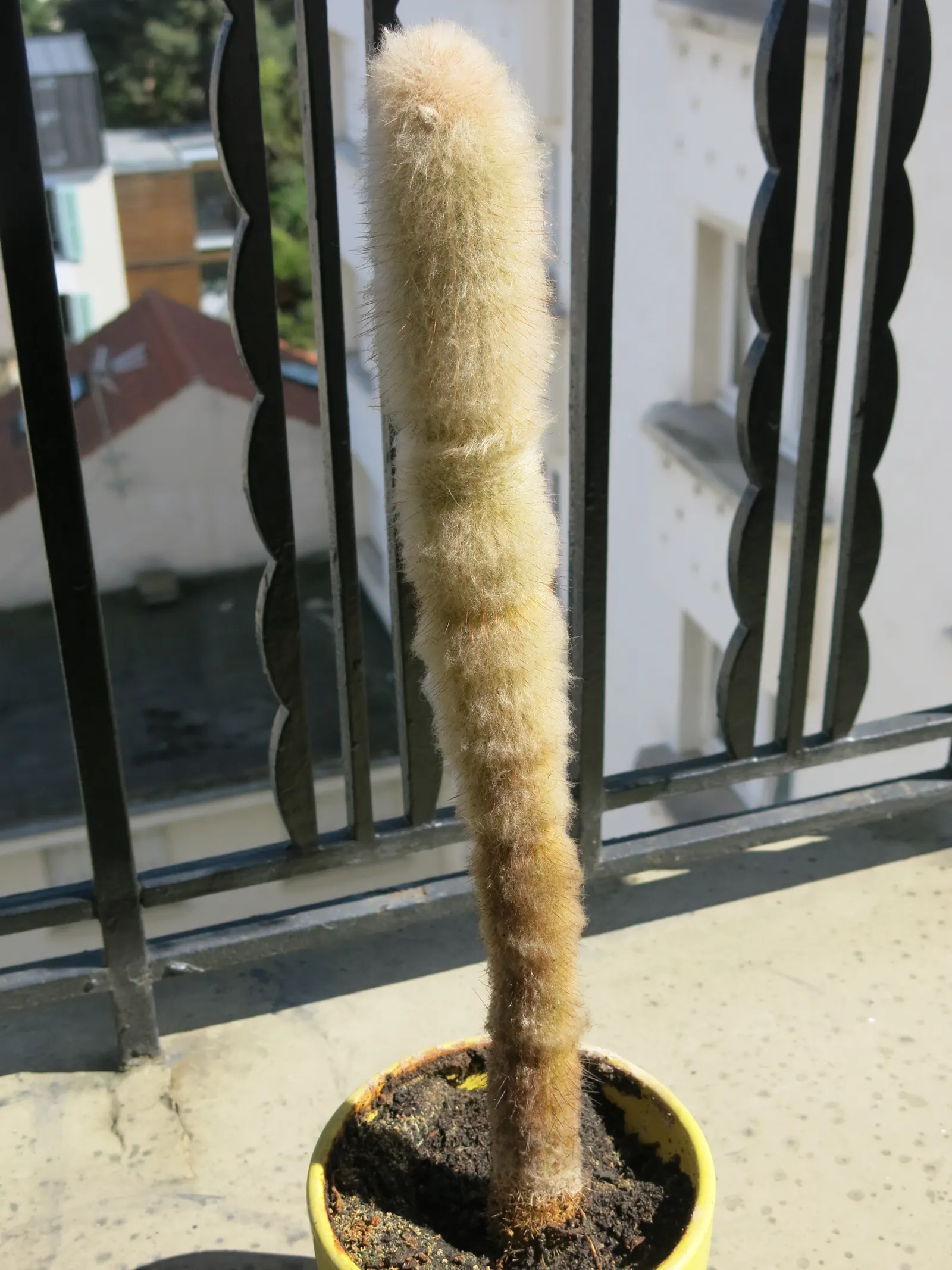 Silver Torch (Cleistocactus Strausii) — Silver Torch (Cleistocactus strausii) is a striking columnar cactus, native to high altitudes of Bolivia; densely