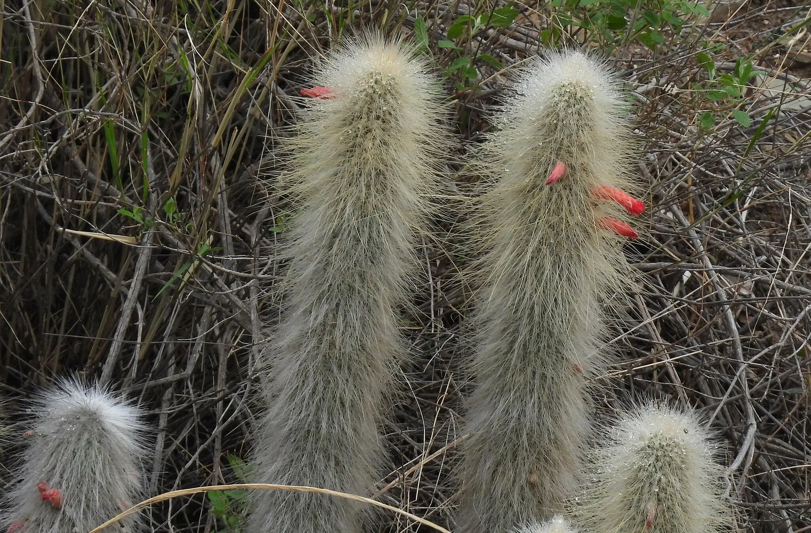 Silver Torch (Cleistocactus Strausii) — This cactus prefers well-drained soils and full sun to partial shade; originating from the high elevations of Bolivia