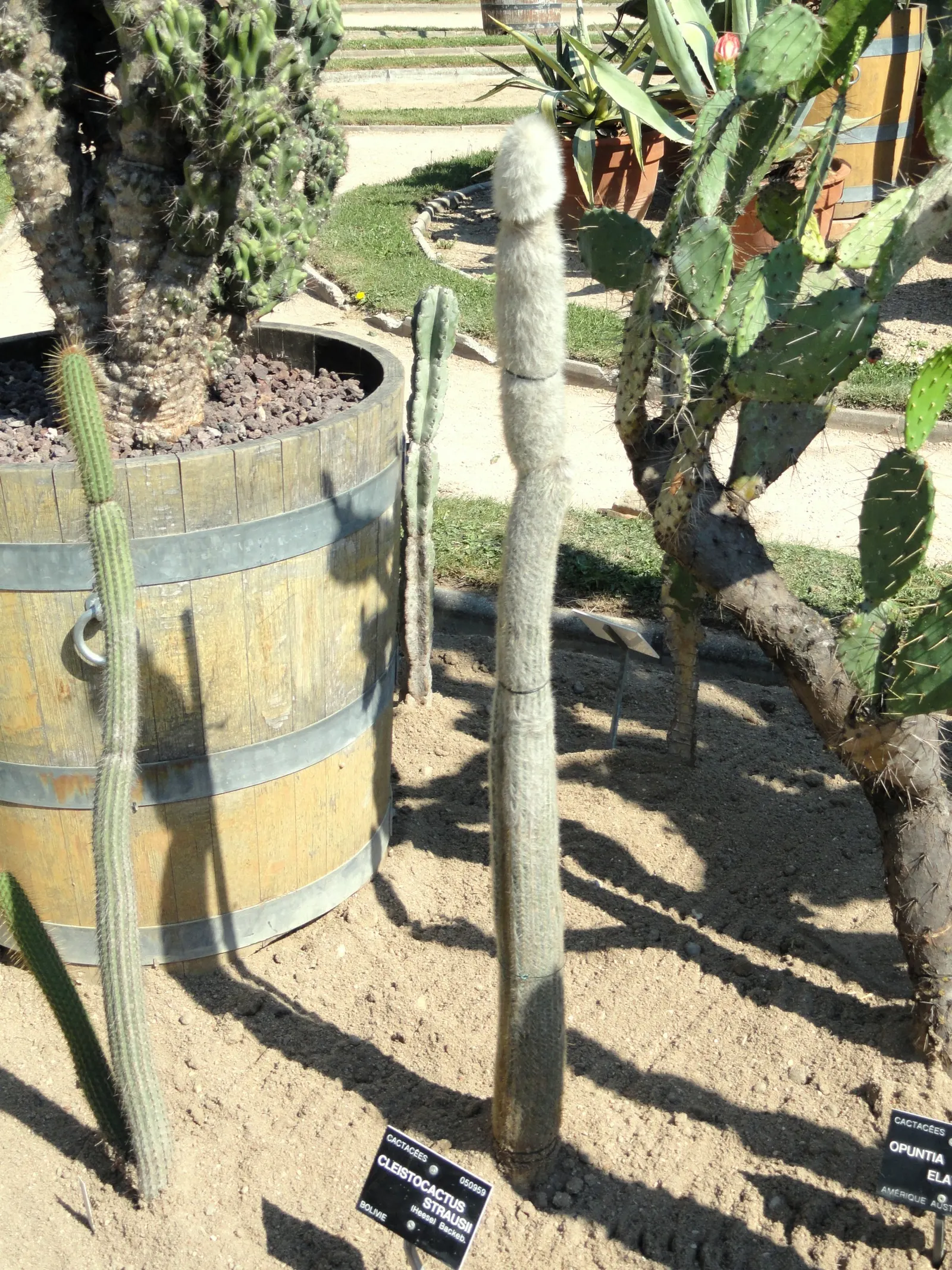 Silver Torch (Cleistocactus Strausii) — cactus with red blooms
