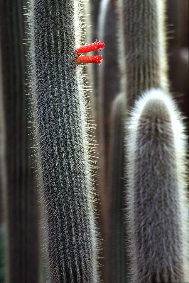 Silver Torch (Cleistocactus Strausii) — the Silver Torch reaches for the sky with its slender
