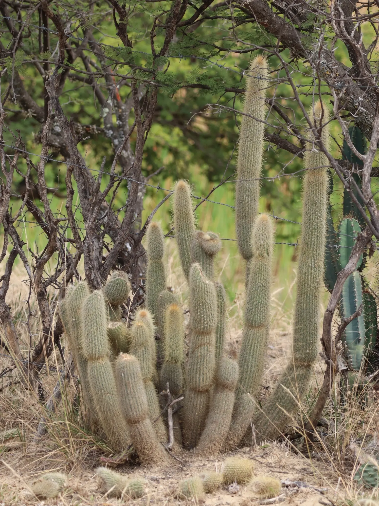 Silver Torch (Cleistocactus Strausii) — A low-maintenance choice, it adds vertical interest to xeric landscapes and rock gardens; cactus for full