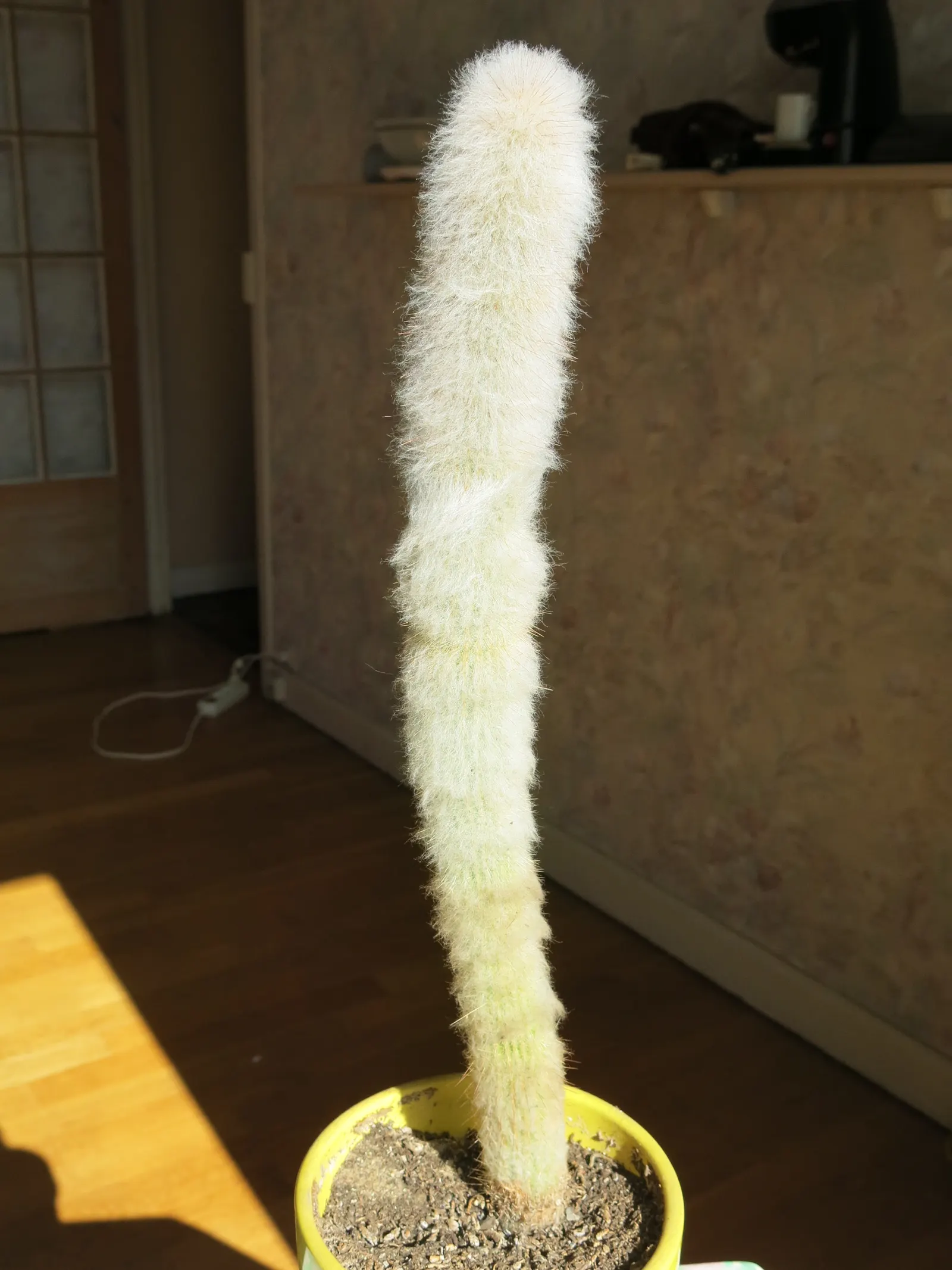 Silver Torch (Cleistocactus Strausii) — cactus for full