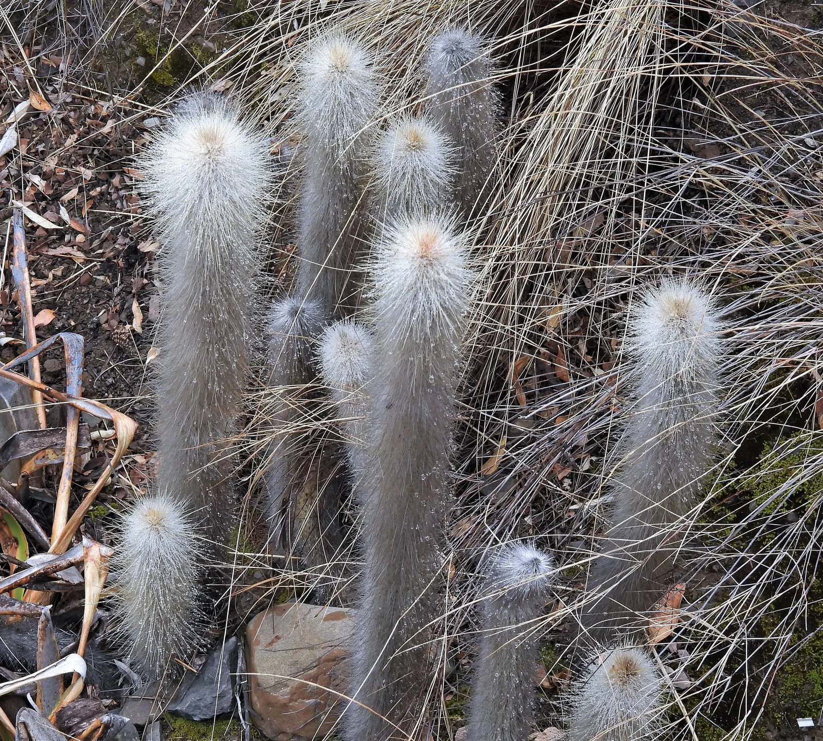Silver Torch (Cleistocactus Strausii) — The plant's surface is artfully adorned with dense; this cactus thrives in USDA hardiness zones 9 to 11 and, image 61