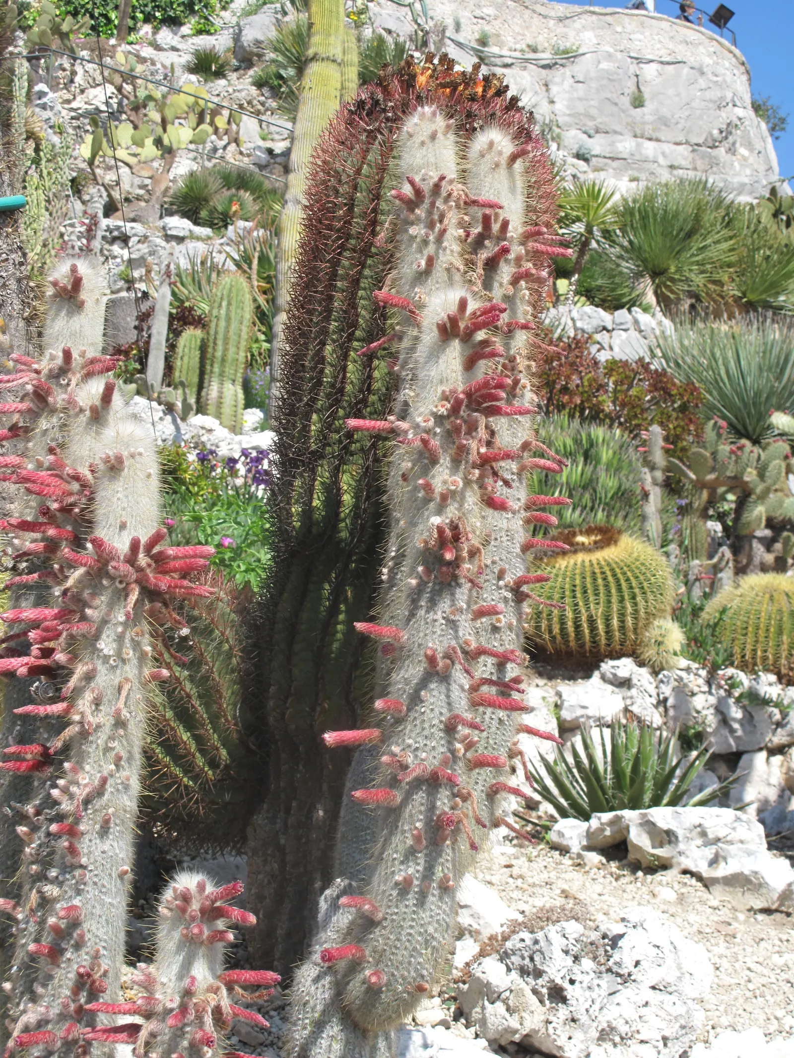 Silver Torch (Cleistocactus Strausii) — Minimal water requirements