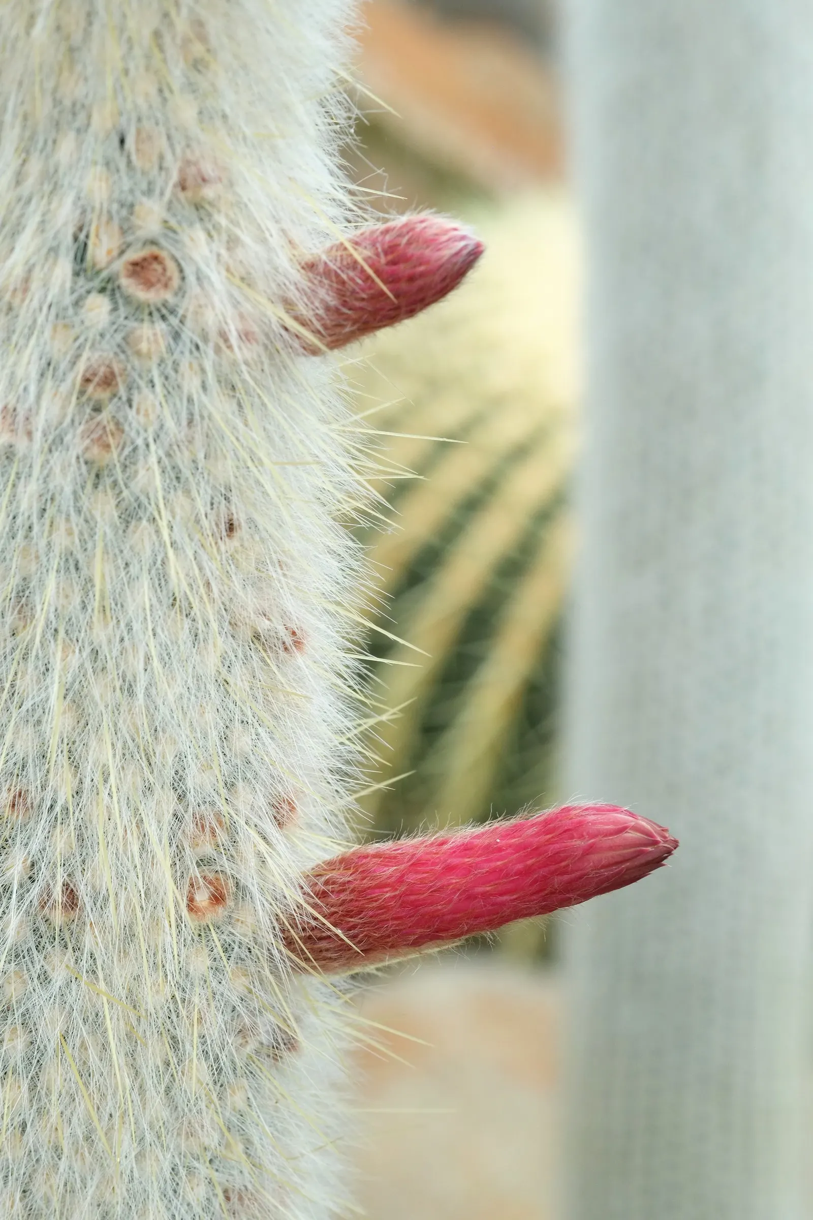 Silver Torch (Cleistocactus Strausii) — This cactus prefers well-drained soils and full sun to partial shade