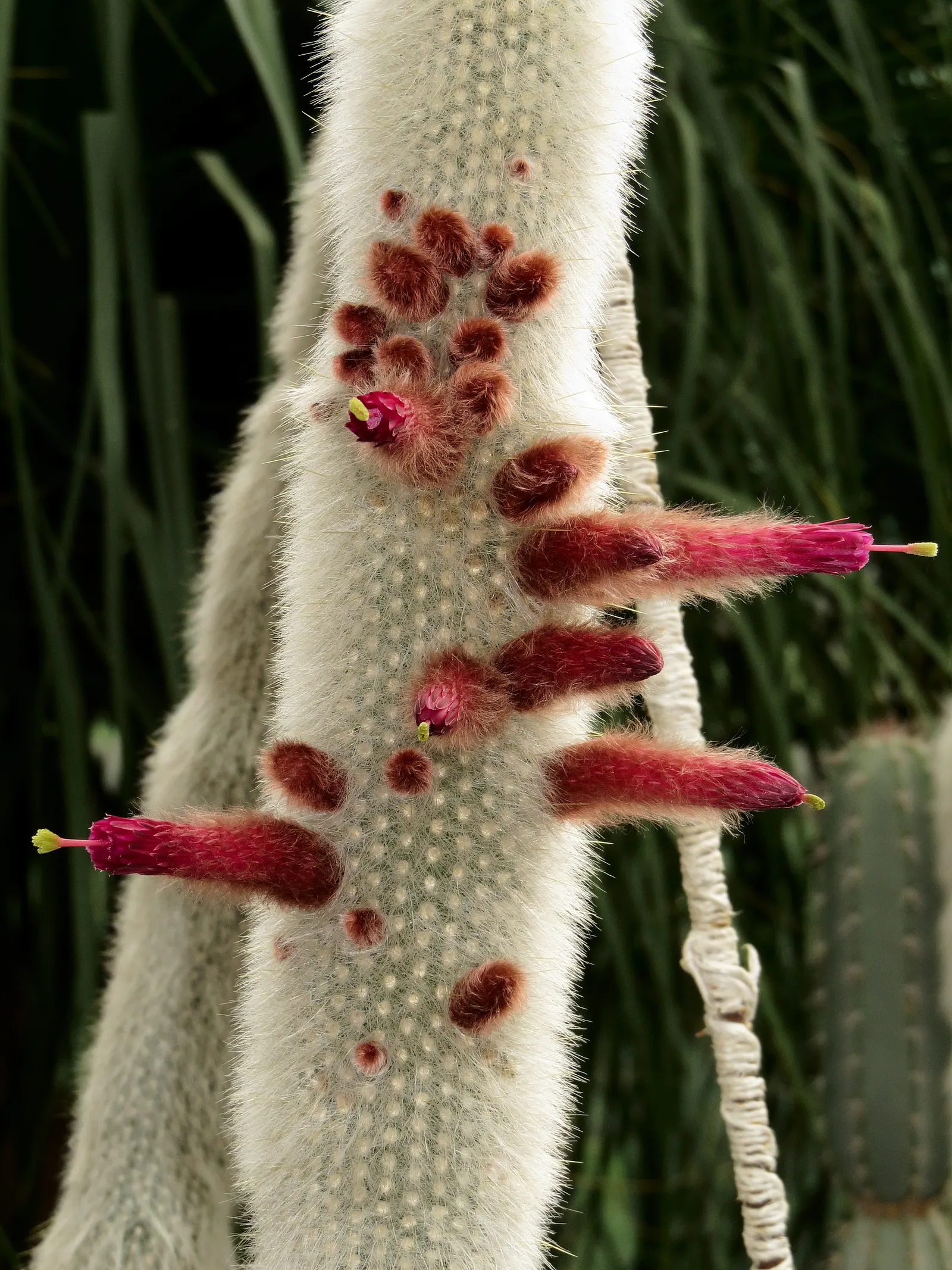 Silver Torch (Cleistocactus Strausii) — mature specimens - typically those over several years old - produce exquisite