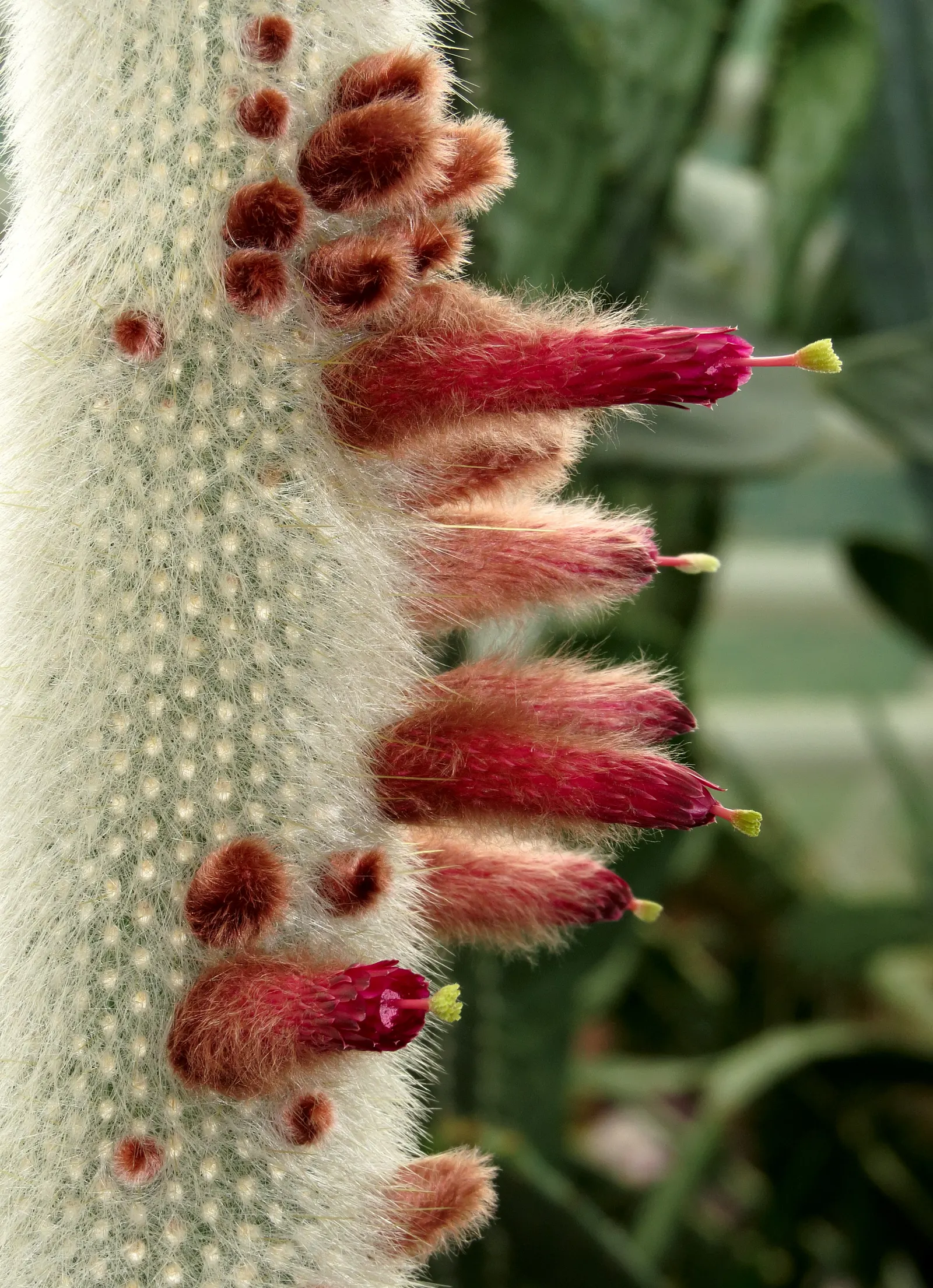 Silver Torch (Cleistocactus Strausii) — coupled with low maintenance needs