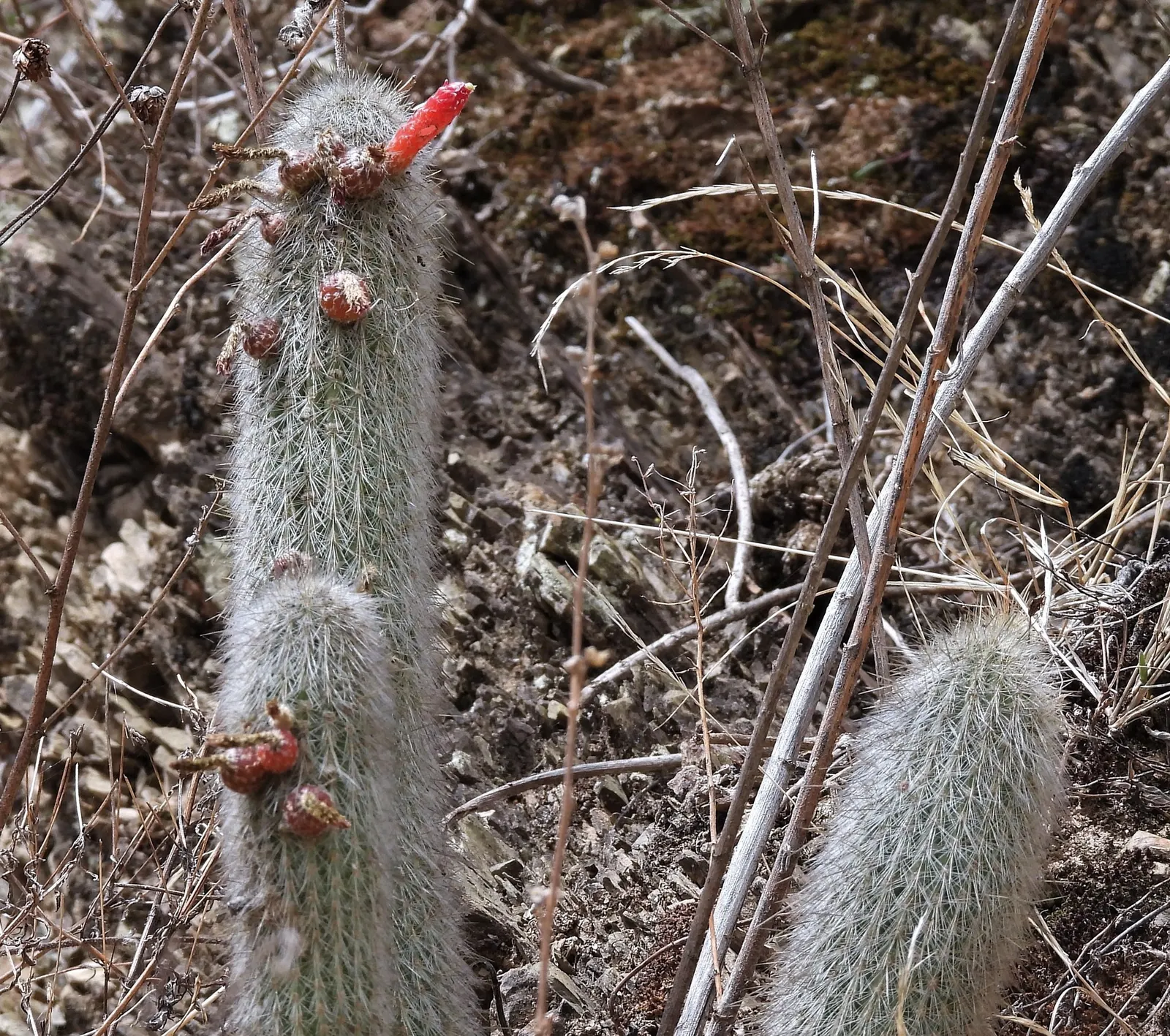 Silver Torch (Cleistocactus Strausii) — while each column measures around 2.5 to 3 inches in diameter