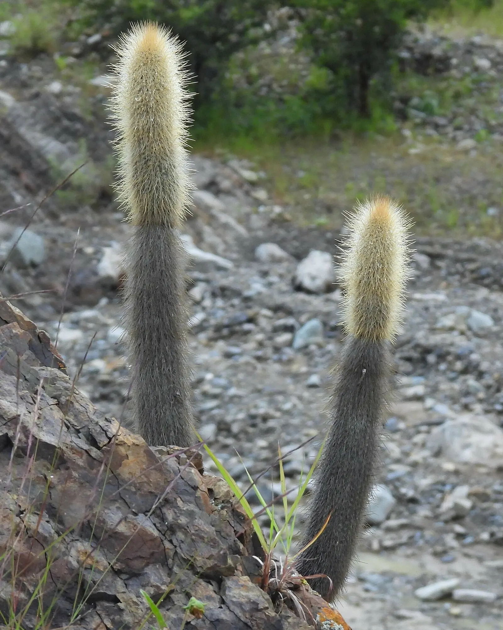Silver Torch (Cleistocactus Strausii) — In summer, mature plants produce tubular red or burgundy flowers; mature specimens - typically those over several years