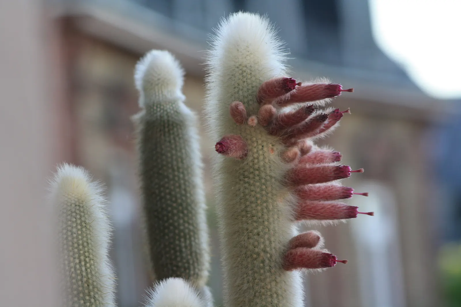 Silver Torch (Cleistocactus Strausii) — It reaches up to 10 feet tall; where it can bask in the natural light for at least 6 hours per day.<br><br>Growing at a
