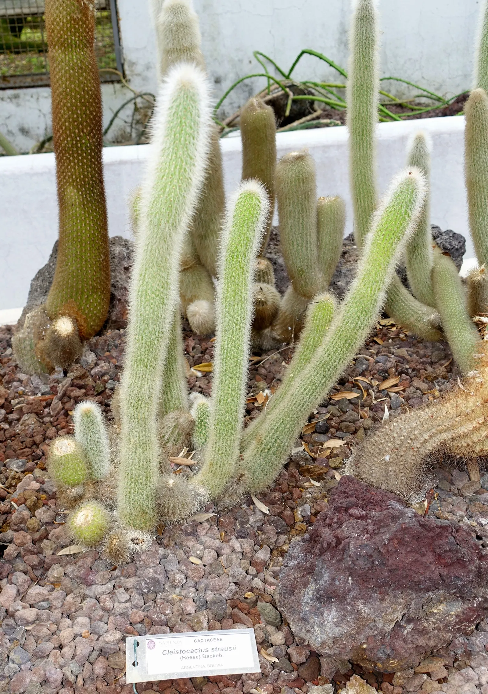 Silver Torch (Cleistocactus Strausii) — red flowers in the garden