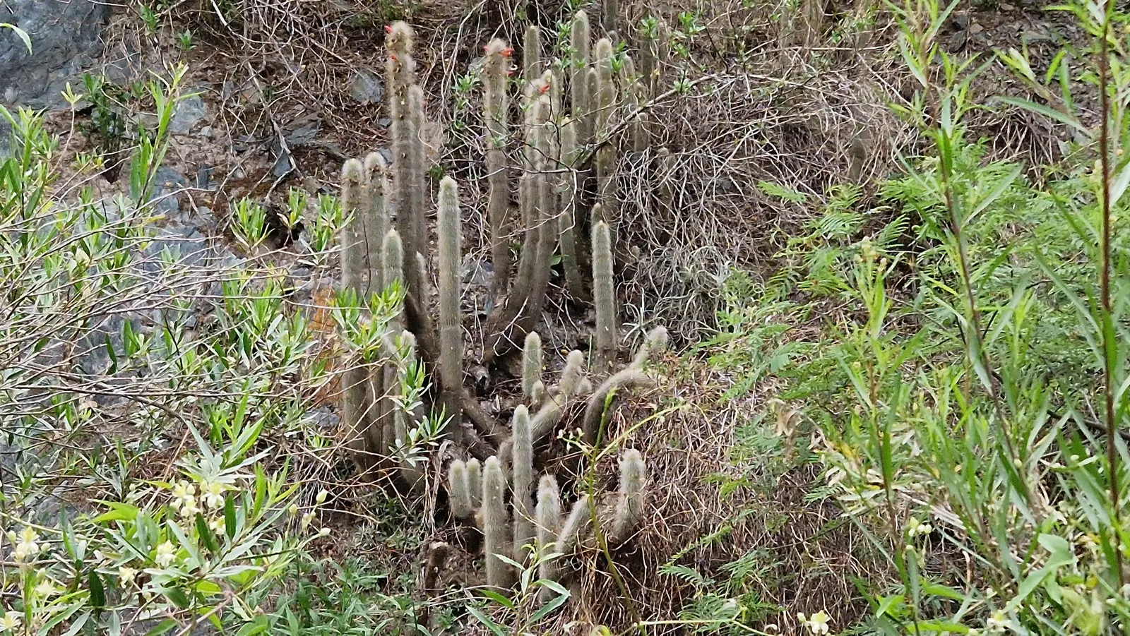 Silver Torch (Cleistocactus Strausii) — densely covered with silvery spines; it reaches up to 10 feet tall
