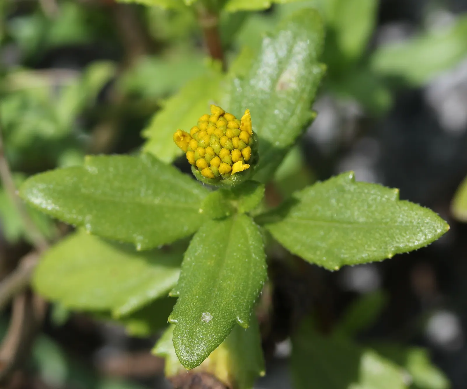 Beach Vitex (Vitex Rotundifolia) — while the shrub itself generally reaches a modest height of 1 to 2 feet