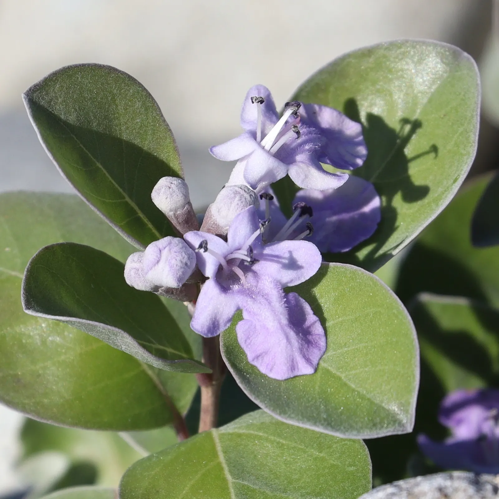 Beach Vitex (Vitex Rotundifolia) — with a critical note being its aggressive nature; thus; this plant showcases rounded