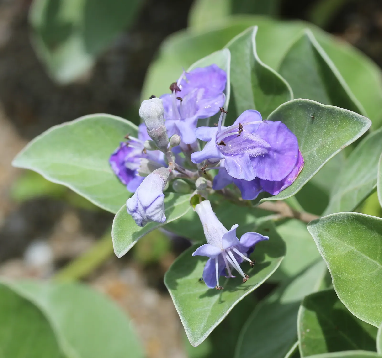 Beach Vitex (Vitex Rotundifolia) — Caution: it's considered invasive in some areas, image 59