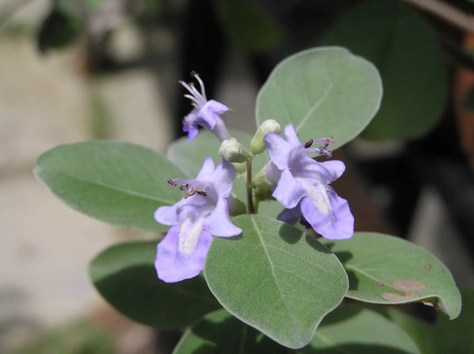 Beach Vitex (Vitex Rotundifolia) — consider the potential space Beach Vitex may occupy and its ability to propagate, image 50
