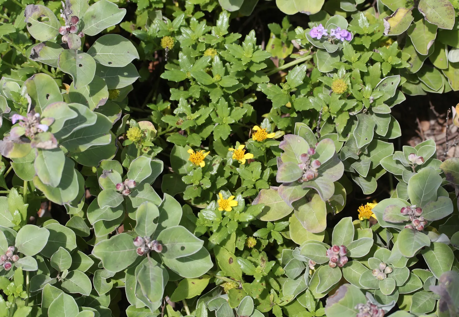 Beach Vitex (Vitex Rotundifolia) — ground cover / shrub for full; low-maintenance ground cover with vibrant seasonal interest and ecological benefits for