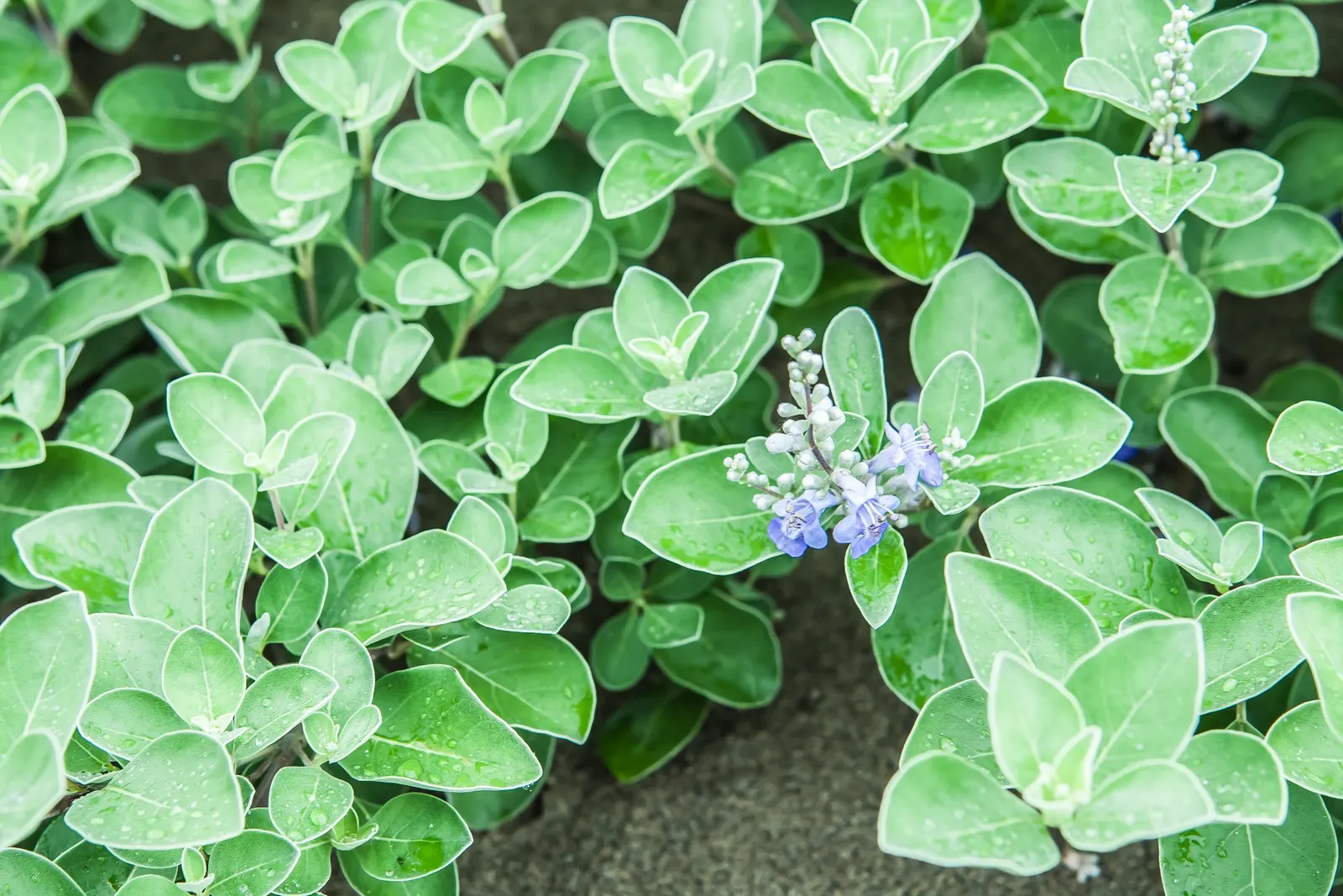 Beach Vitex (Vitex Rotundifolia) — silver-green leaves that exude a unique aroma when handled; beach Vitex blooms with striking purple to violet, image 64