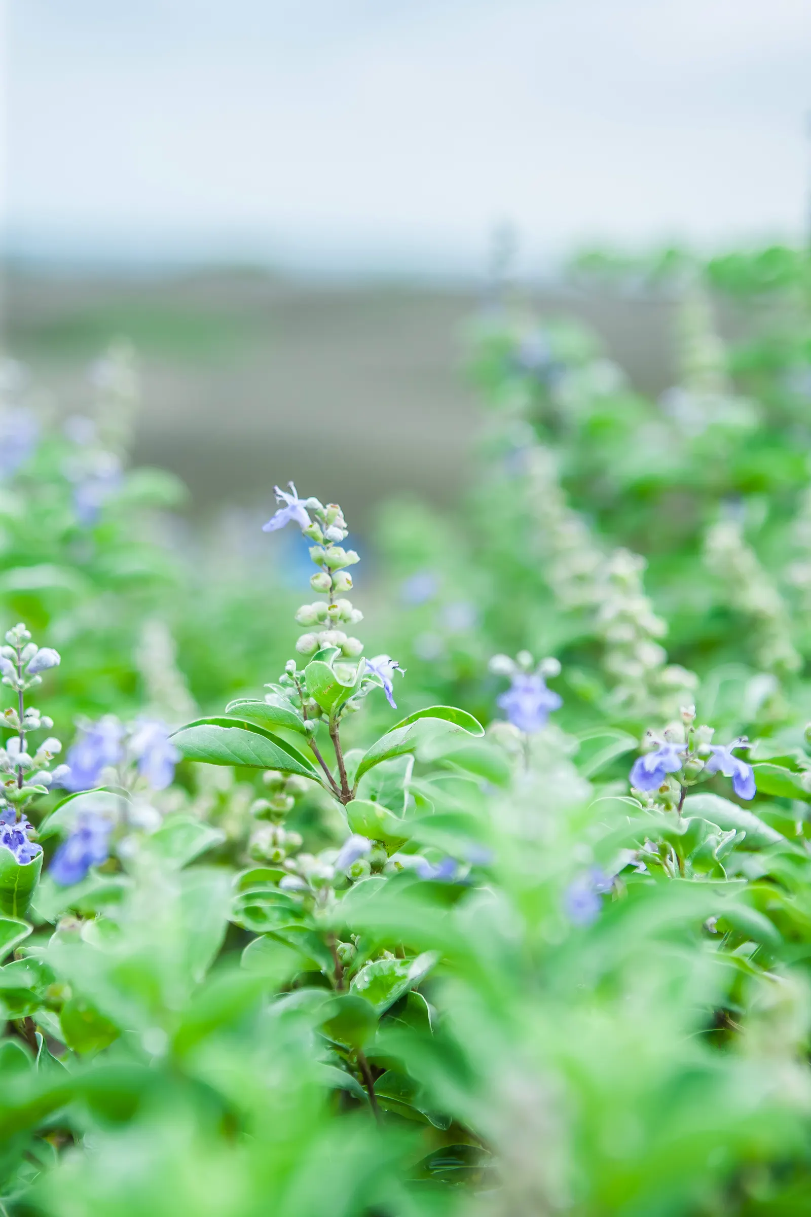 Beach Vitex (Vitex Rotundifolia) — making it a resilient choice for seaside gardens; routine management may be necessary to prevent it from becoming, image 73