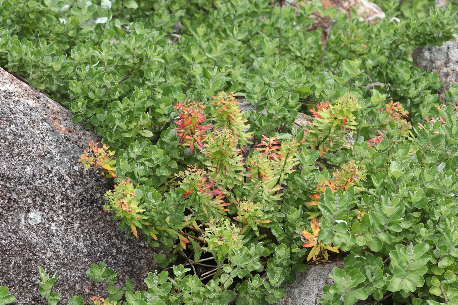 Beach Vitex (Vitex Rotundifolia) — routine management may be necessary to prevent it from becoming invasive.<br><br>When designing a landscape
