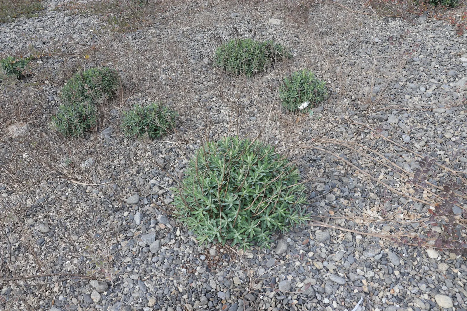 Beach Vitex (Vitex Rotundifolia) — Beach Vitex thrives in well-drained soils and is highly tolerant of salt spray; with sprawling stems that can extend upwards