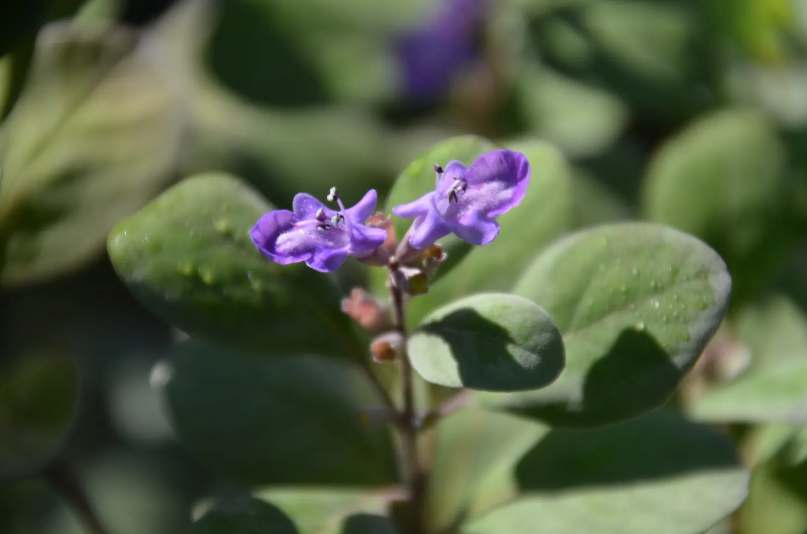 Beach Vitex (Vitex Rotundifolia) — routine management may be necessary to prevent it from becoming invasive.<br><br>When designing a landscape; while the shrub