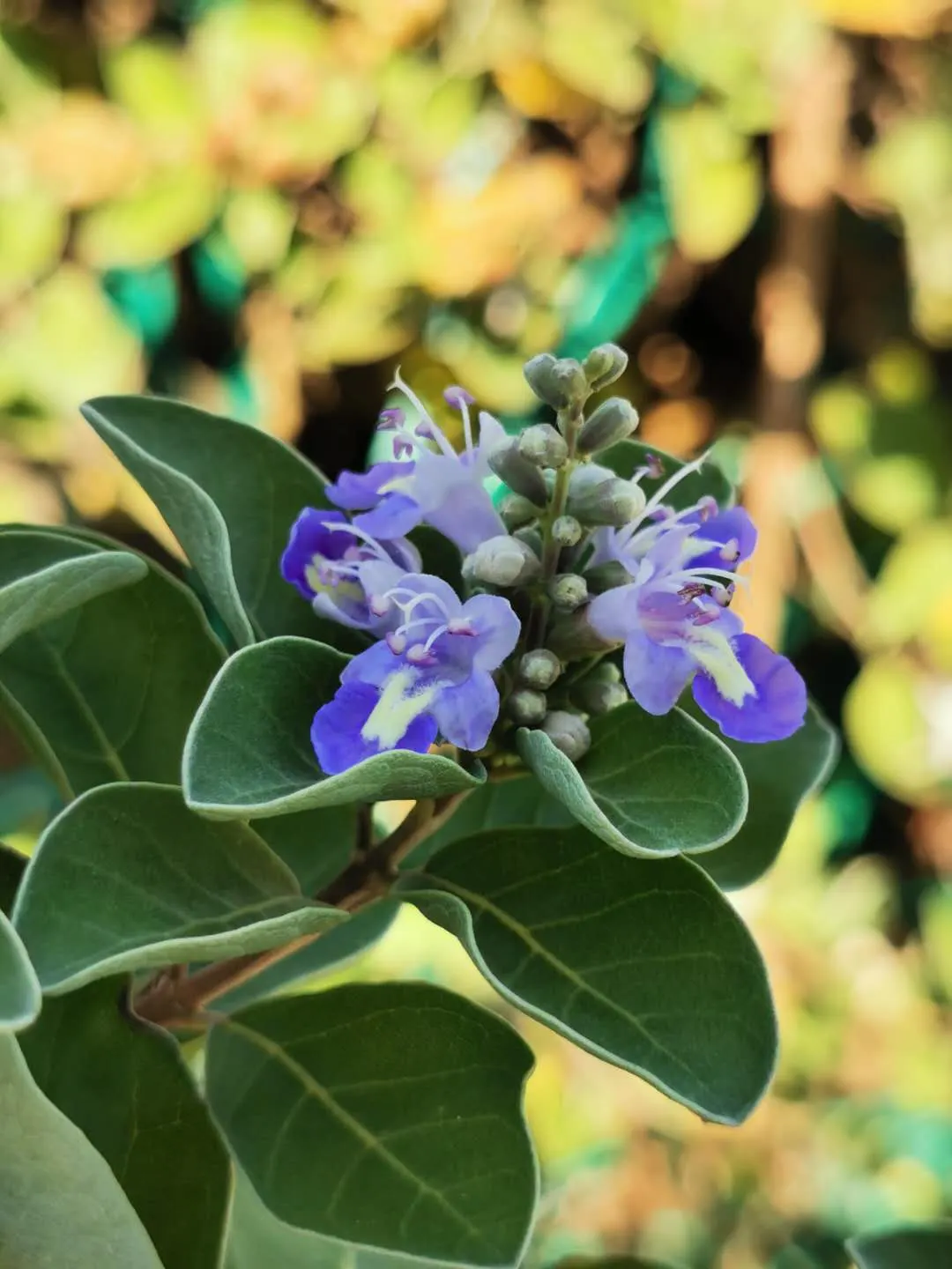Beach Vitex (Vitex Rotundifolia) — routine management may be necessary to prevent it from becoming invasive.<br><br>When designing a landscape, image 76
