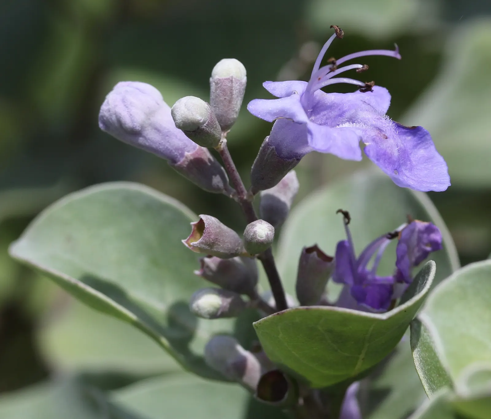 Beach Vitex (Vitex Rotundifolia) — This plant showcases rounded; ideal for erosion control and xeriscaping with minimal maintenance needs