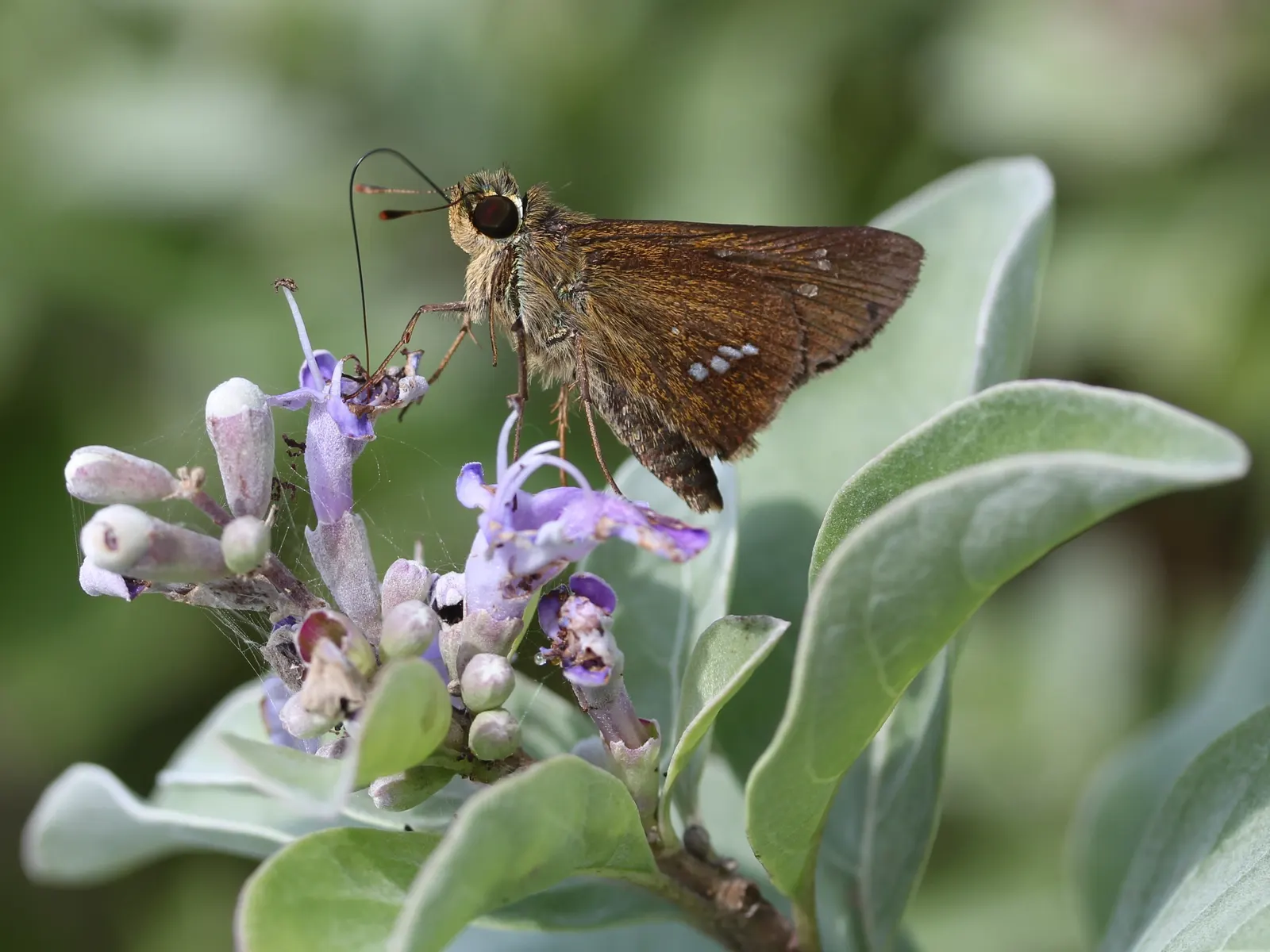 Beach Vitex (Vitex Rotundifolia) — is a tenacious perennial shrub well-suited for coastal landscapes; ground cover / shrub with lavender blooms, image 62