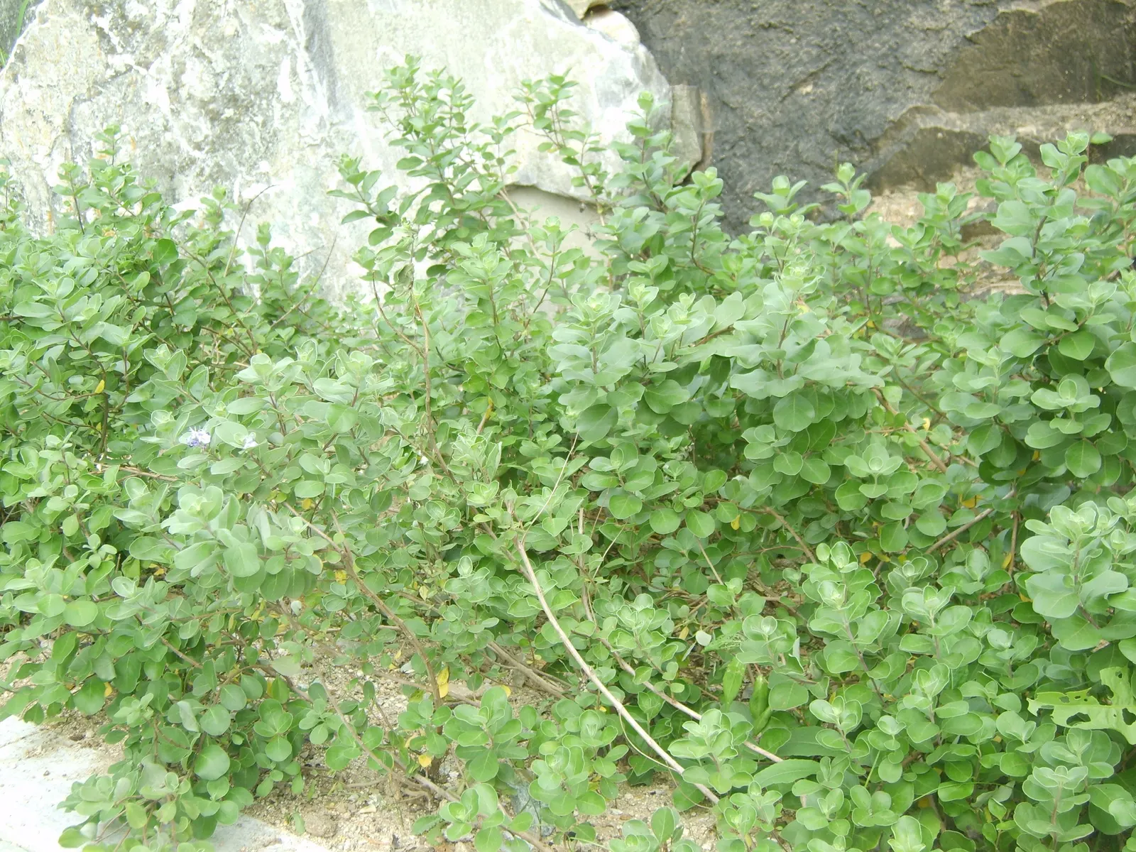Beach Vitex (Vitex Rotundifolia) — Throughout the summer months; ground cover / shrub for full, image 66