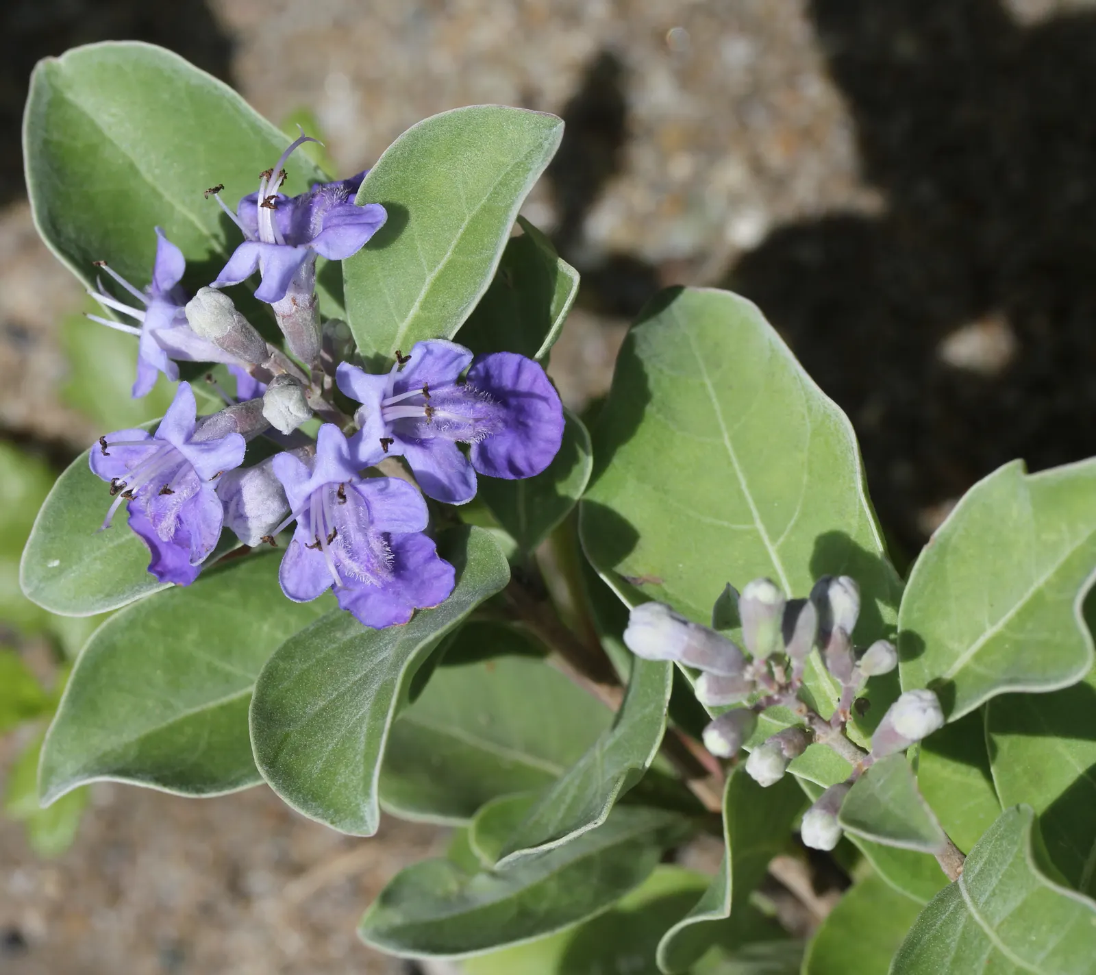 Beach Vitex (Vitex Rotundifolia) — particularly in beachfront areas.<br><br>Preferring full sun exposure; is a tenacious perennial shrub well-suited for