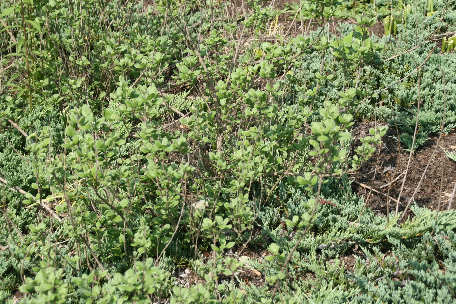 Beach Vitex (Vitex Rotundifolia) — silver-green leaves that exude a unique aroma when handled; beach Vitex blooms with striking purple to violet flower spikes