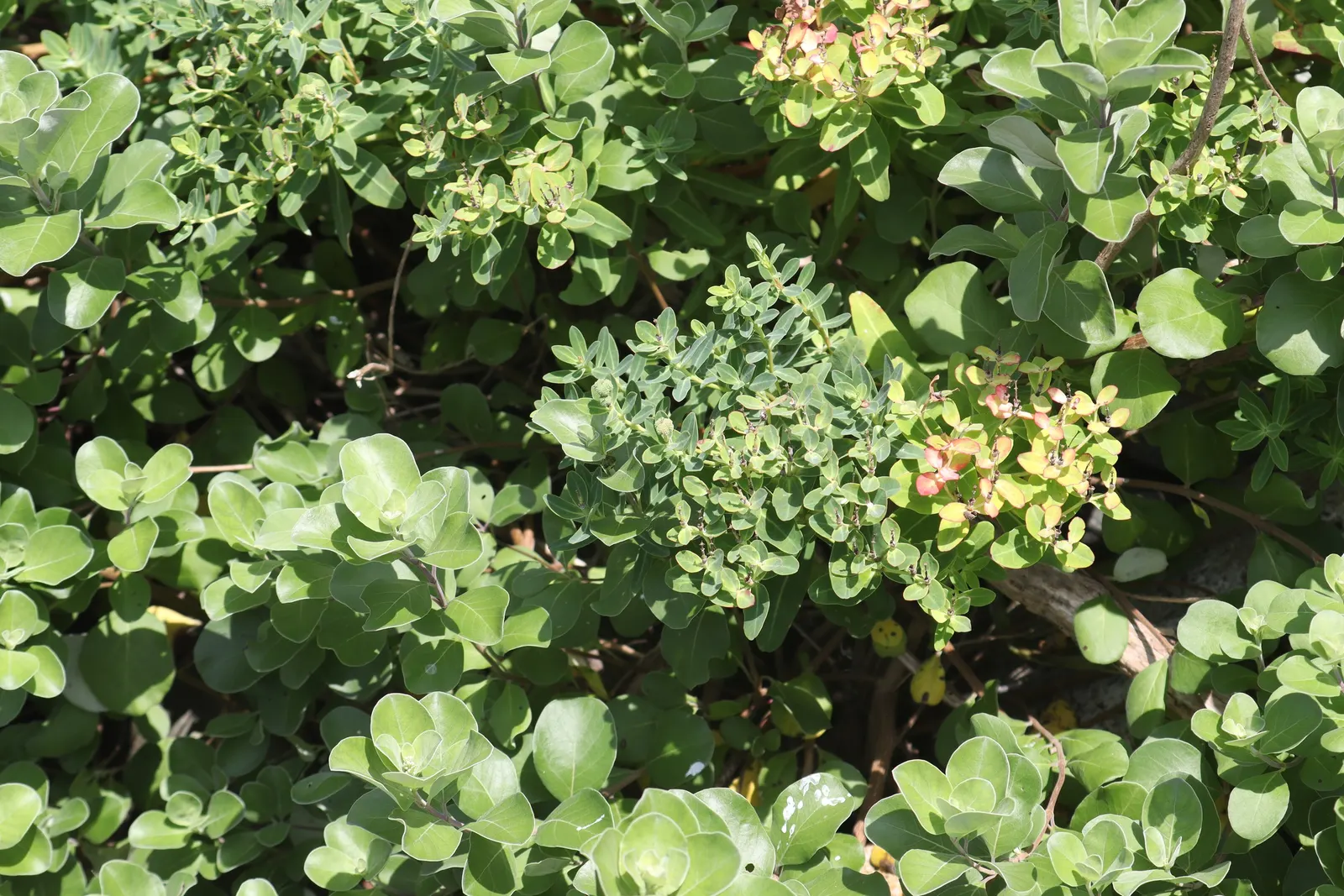 Beach Vitex (Vitex Rotundifolia) — particularly in beachfront areas.<br><br>Preferring full sun exposure