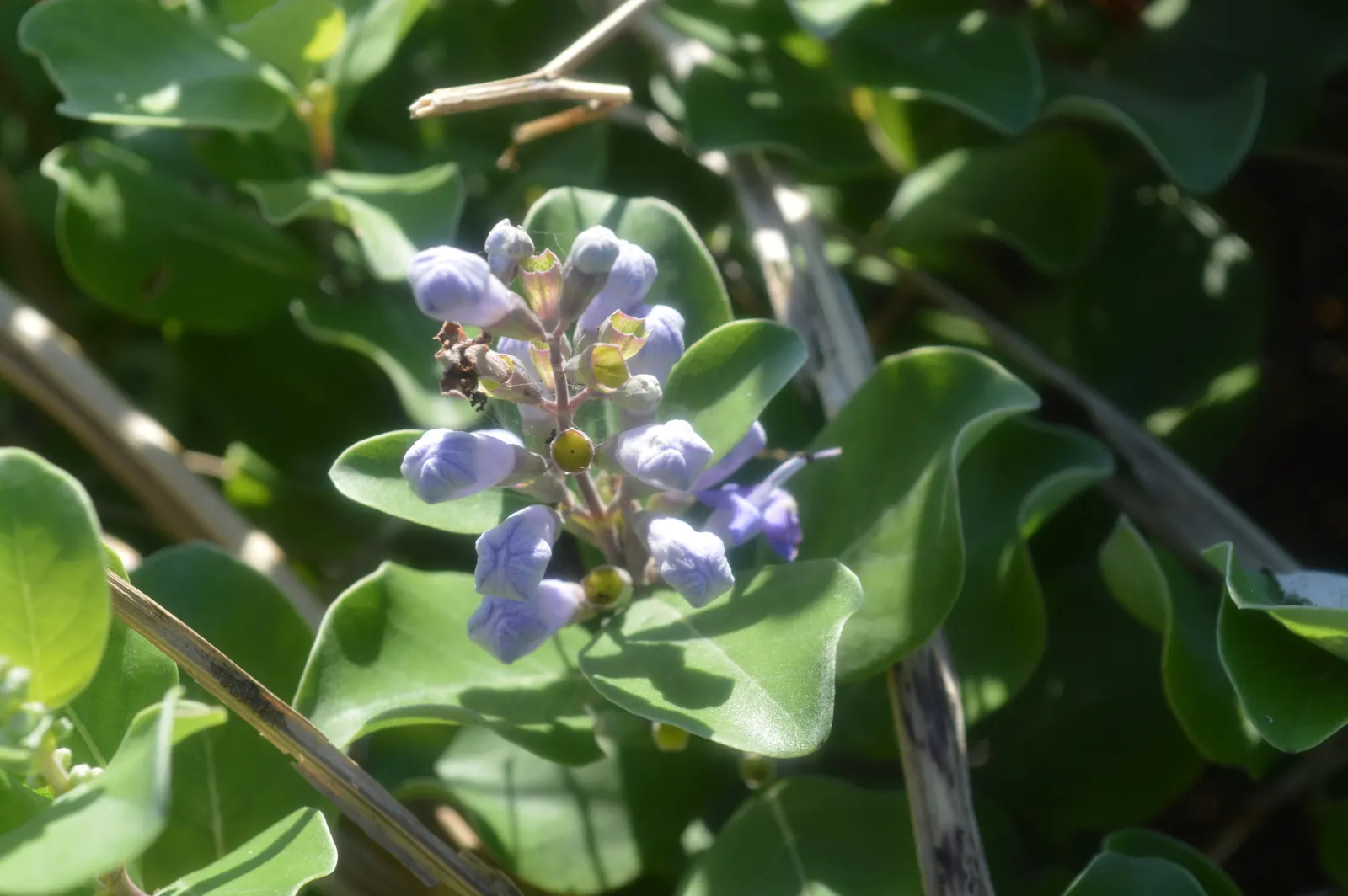 Beach Vitex (Vitex Rotundifolia) — with sprawling stems that can extend upwards of 12 to 15 feet wide