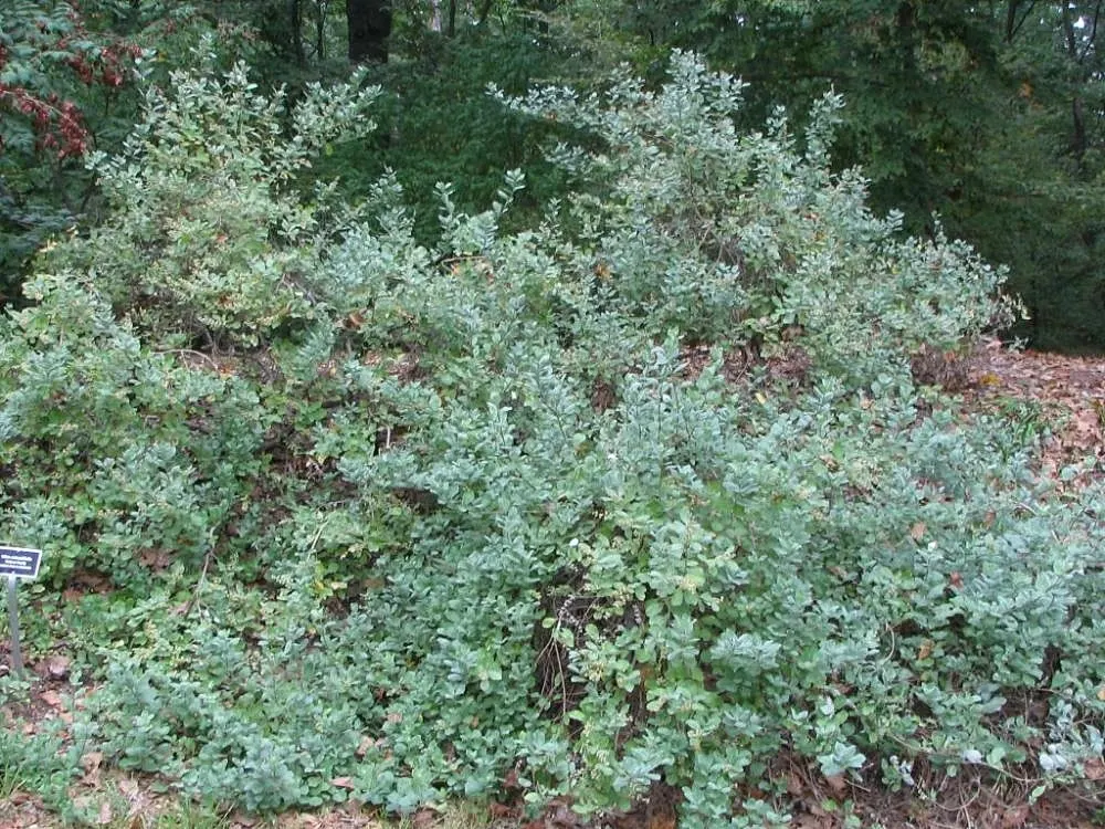Beach Vitex (Vitex Rotundifolia) — ground cover / shrub with lavender blooms