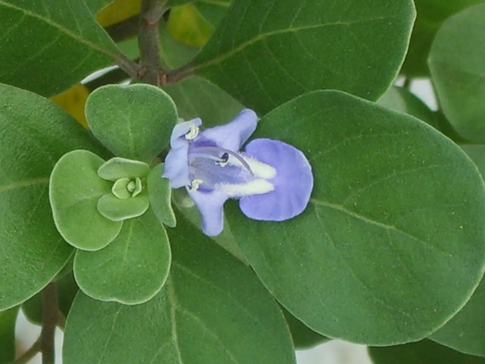 Beach Vitex (Vitex Rotundifolia) — is a tenacious perennial shrub well-suited for coastal landscapes