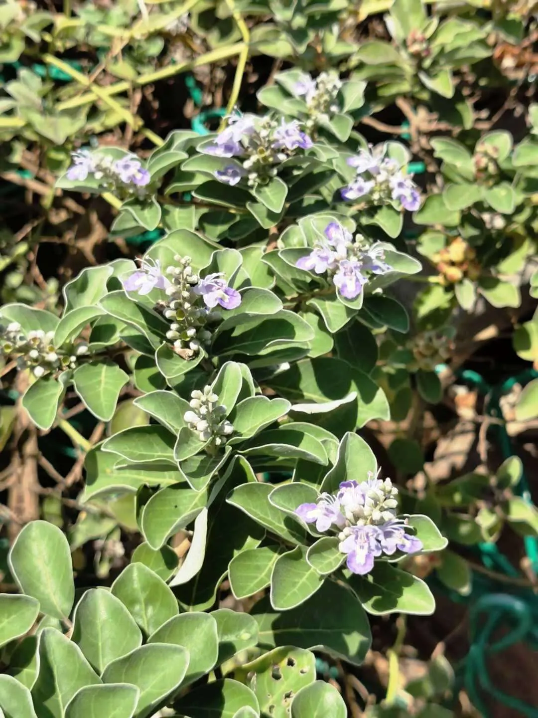 Beach Vitex (Vitex Rotundifolia) — Its rounded, silvery-green leaves and purplish-blue flowers provide coastal charm; beach Vitex thrives in well-drained soils