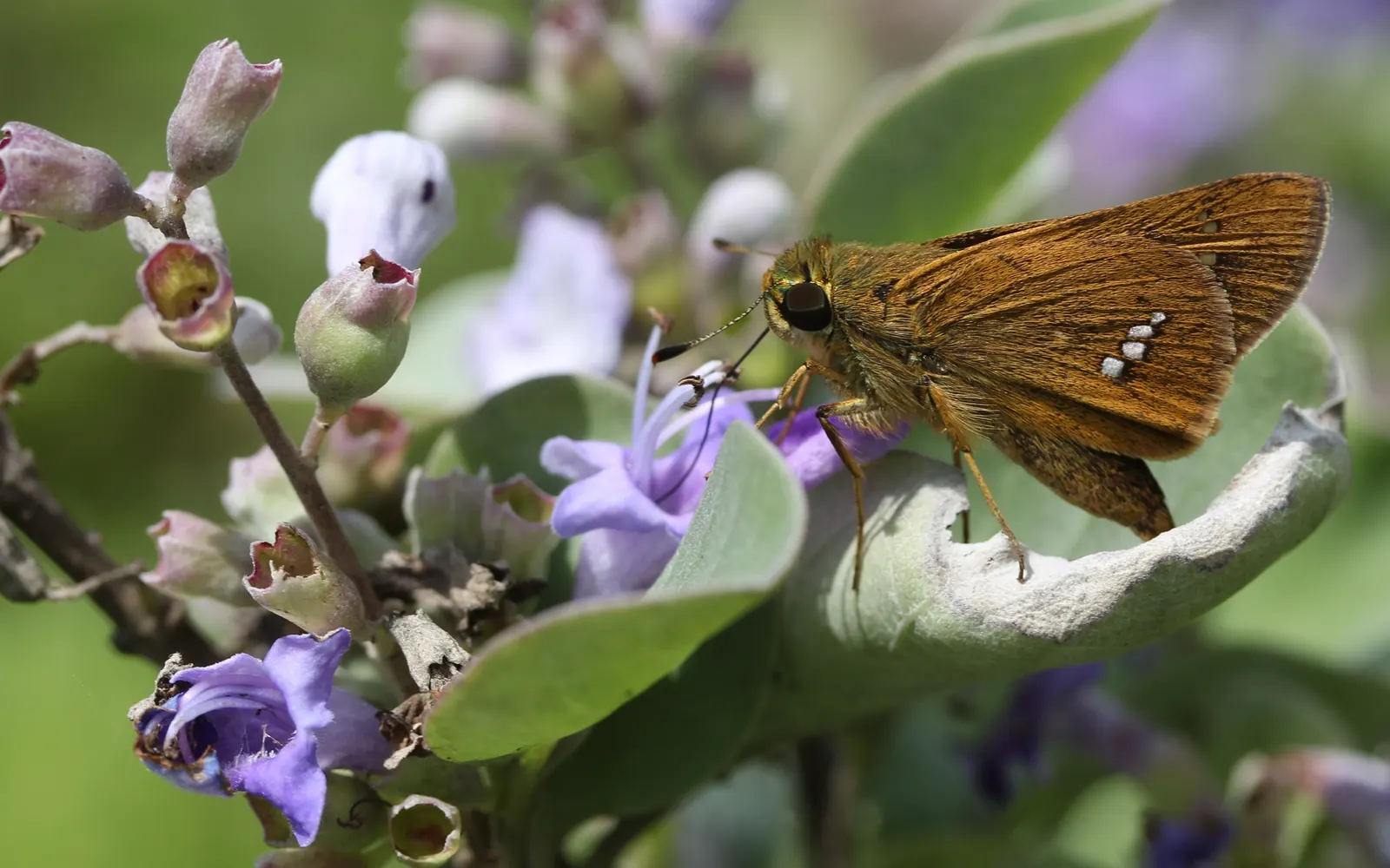 Beach Vitex (Vitex Rotundifolia) — This plant requires minimal upkeep once established; reaching 1-2 ft tall with sprawling stems that can extend, image 74