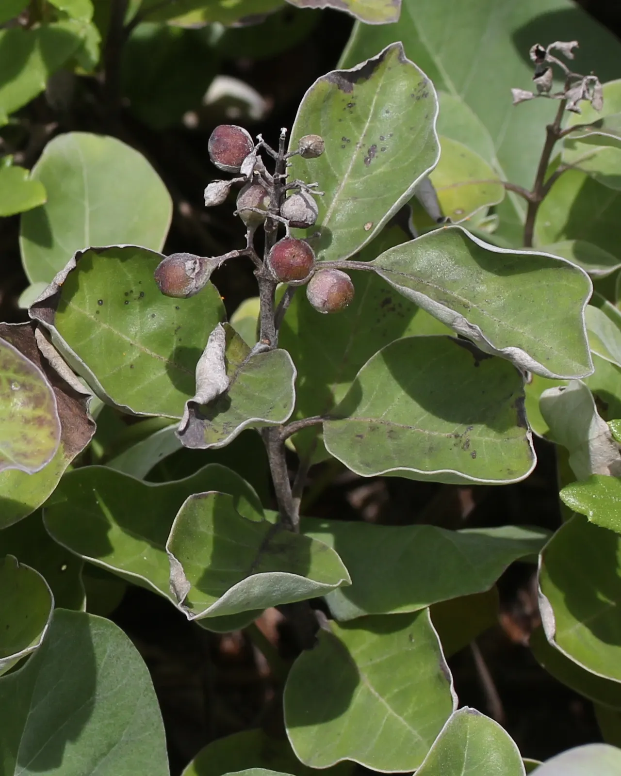 Beach Vitex (Vitex Rotundifolia) — Beach Vitex (Vitex rotundifolia) is an evergreen; hardy in USDA zones 6-11, it thrives in full sun and well-draining soil