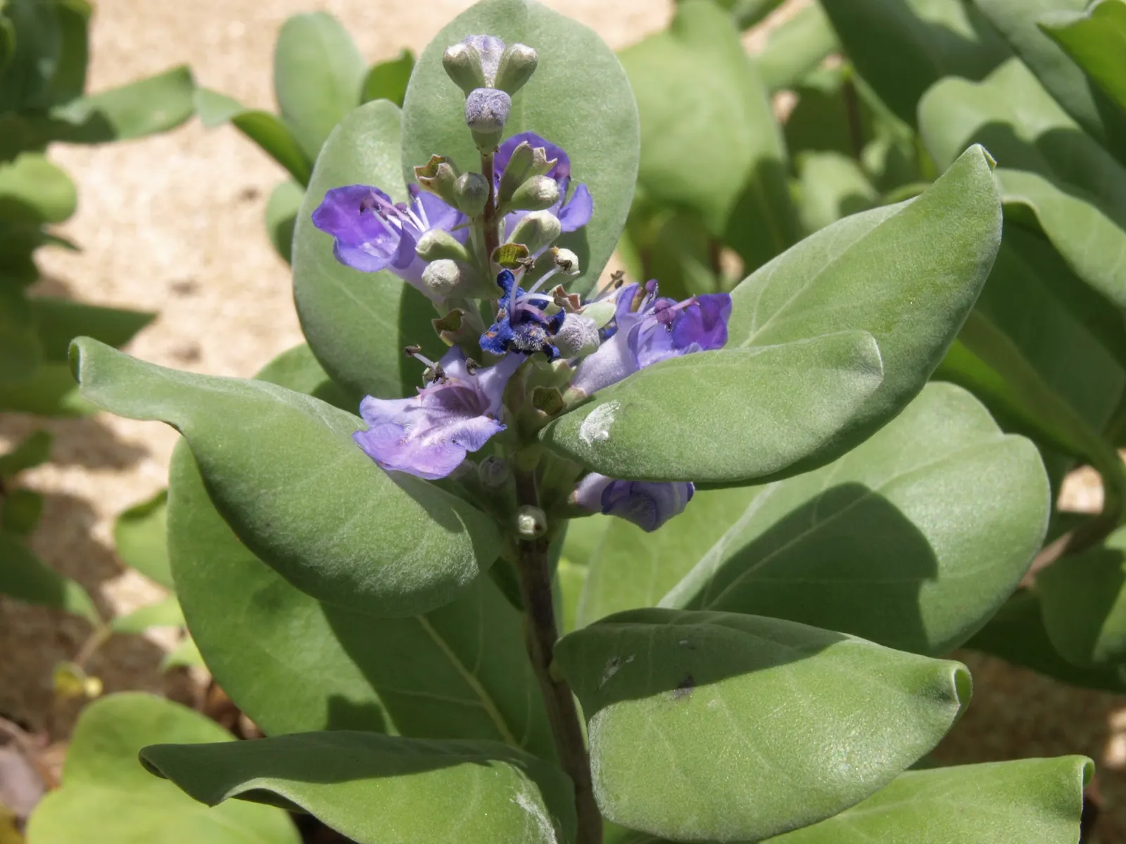 Beach Vitex (Vitex Rotundifolia) — particularly in beachfront areas.<br><br>Preferring full sun exposure; is a tenacious perennial shrub, image 71