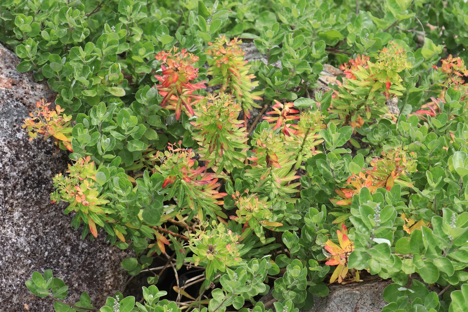Beach Vitex (Vitex Rotundifolia) — This plant requires minimal upkeep once established