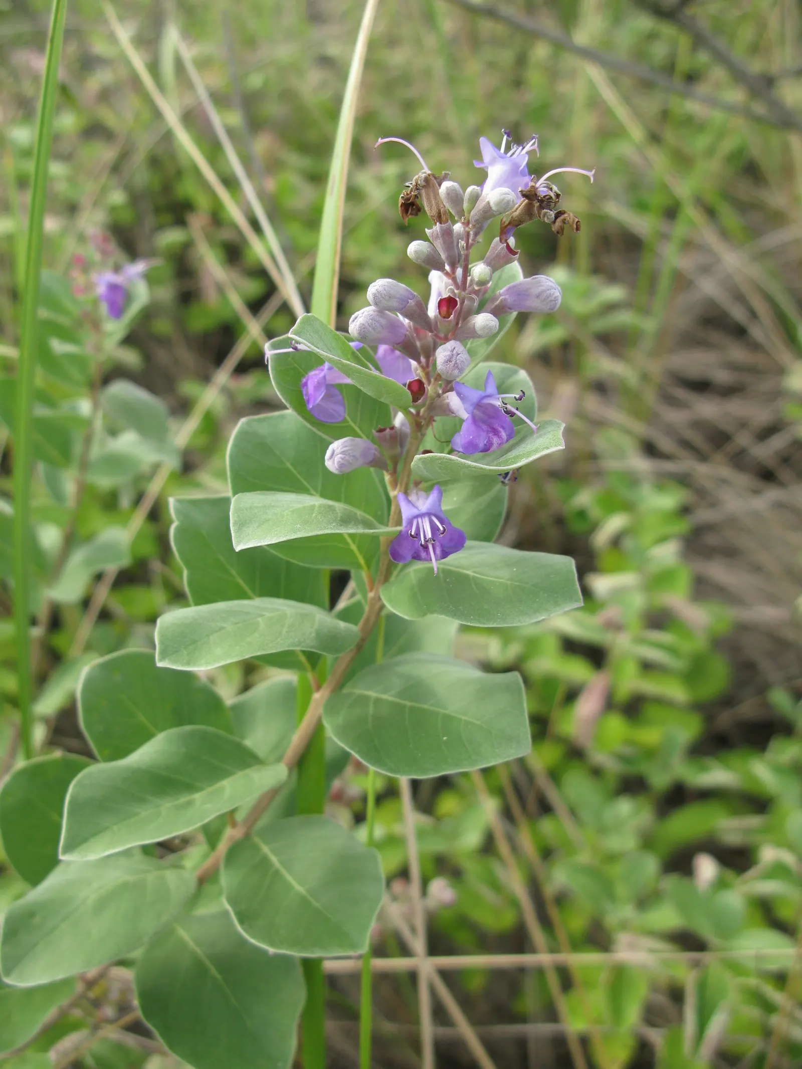 Beach Vitex (Vitex Rotundifolia) — low-maintenance ground cover with vibrant seasonal interest and ecological benefits for coastal gardens