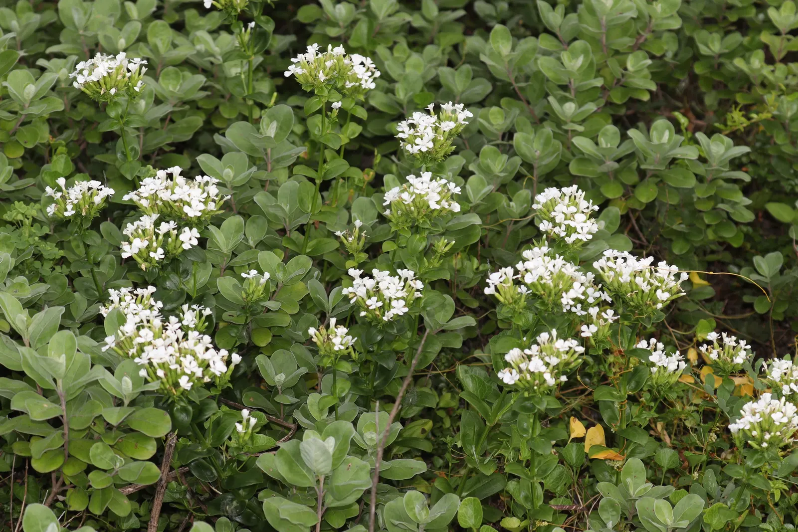 Beach Vitex (Vitex Rotundifolia) — and are typically about 1 to 2 inches long; this plant requires minimal upkeep once established, image 65
