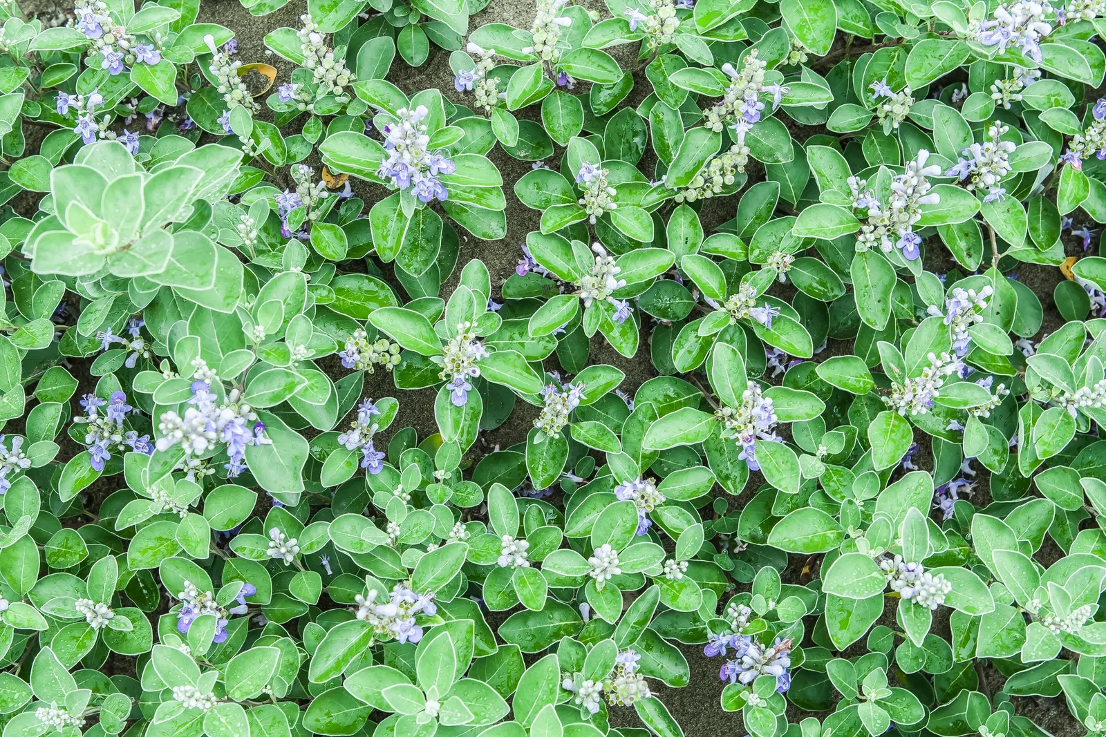 Beach Vitex (Vitex Rotundifolia) — with sprawling stems that can extend upwards of 12 to 15 feet wide; with a critical note being its aggressive, image 69
