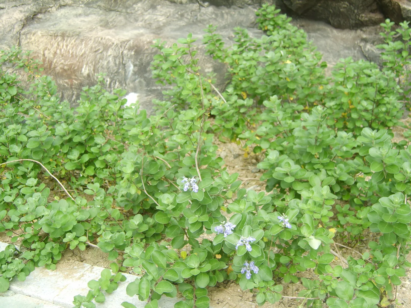 Beach Vitex (Vitex Rotundifolia) — This plant showcases rounded; ideal for erosion control and xeriscaping with minimal maintenance needs, image 63