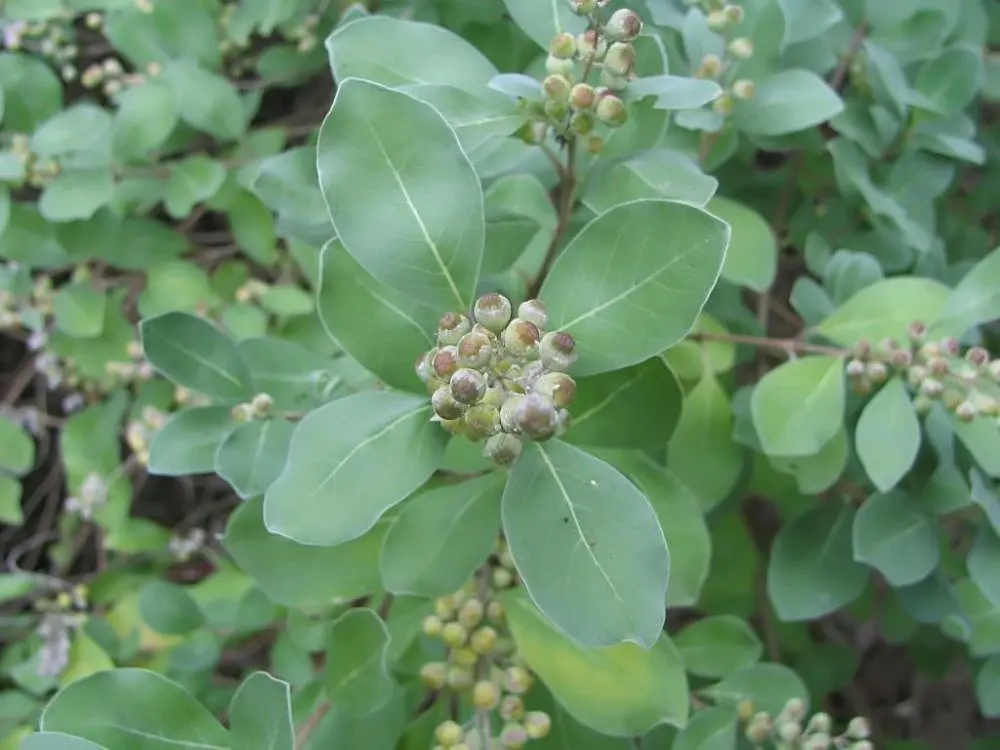 Beach Vitex (Vitex Rotundifolia) — while the shrub itself generally reaches a modest height of 1 to 2 feet; beach Vitex (Vitex rotundifolia) is an evergreen