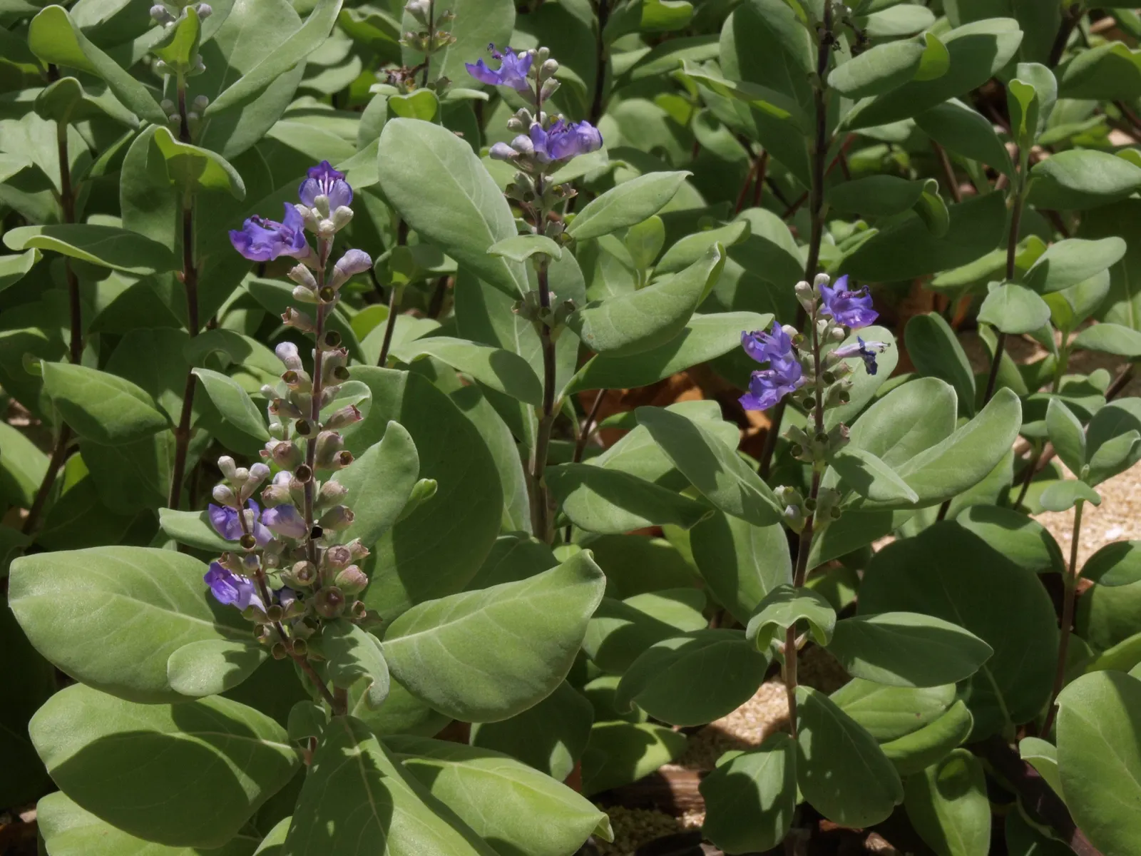 Beach Vitex (Vitex Rotundifolia) — lavender flowers in the garden; silver-green leaves that exude a unique aroma when handled, image 79