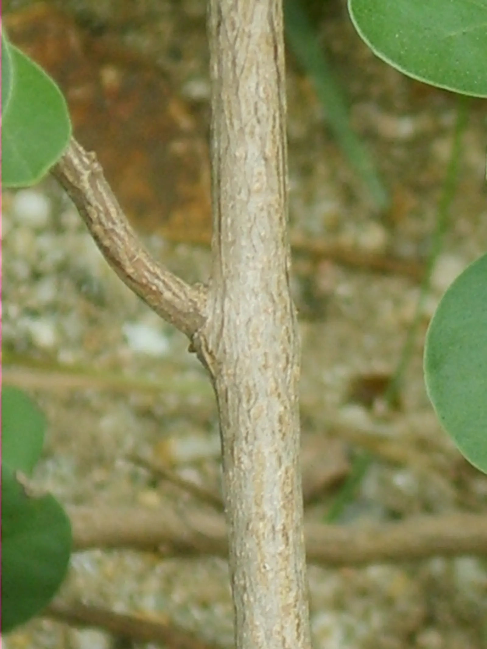 Beach Vitex (Vitex Rotundifolia) — Beach Vitex thrives in well-drained soils and is highly tolerant of salt spray; with sprawling stems that can, image 72