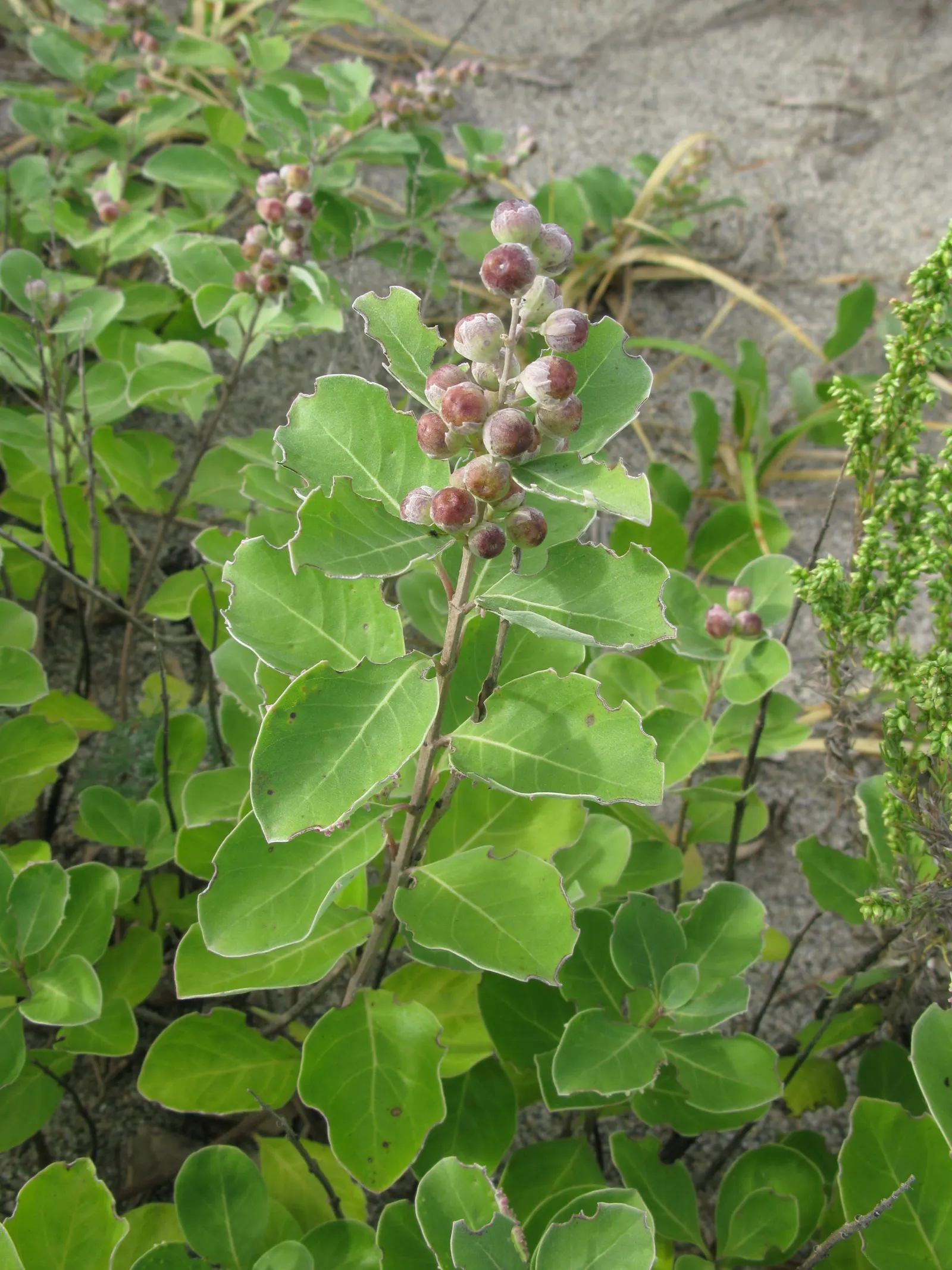 Beach Vitex (Vitex Rotundifolia) — reaching 1-2 ft tall with sprawling stems that can extend up to 12 ft